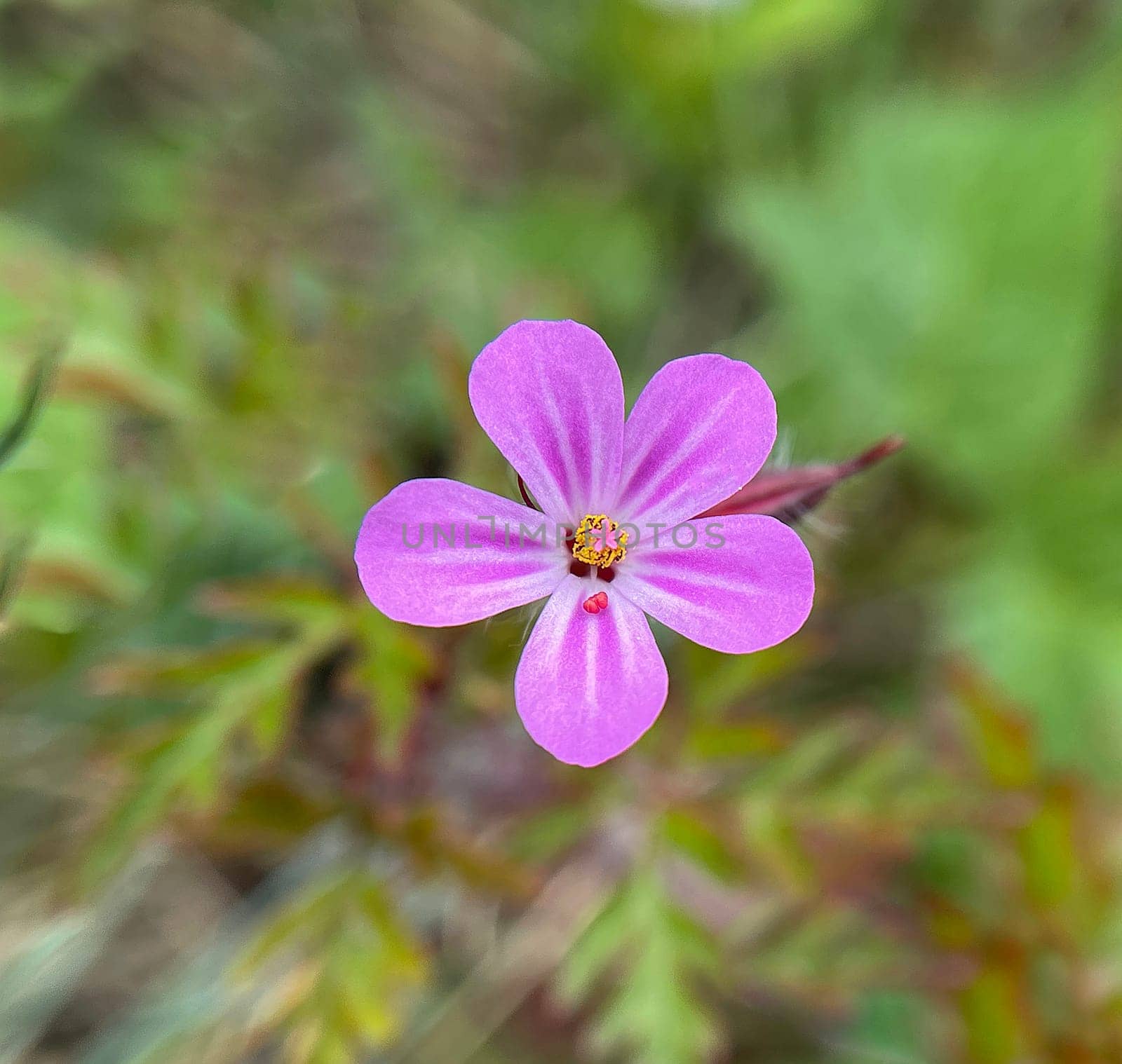 Ruprechtkraut,Geranium robertianum,is an important medicinal plant with purple flowers. Geranium robertianum,is an important medicinal plant with purple flowers.