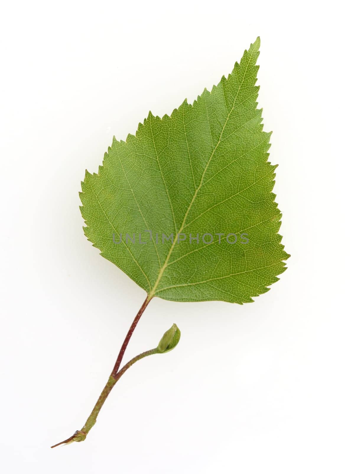 Birch tree,birch Betula,is a native tree that is also used medicinally as a medicinal plant. Birch tree,birch betula,is a native tree that is also used medicinally as a medicinal plant.