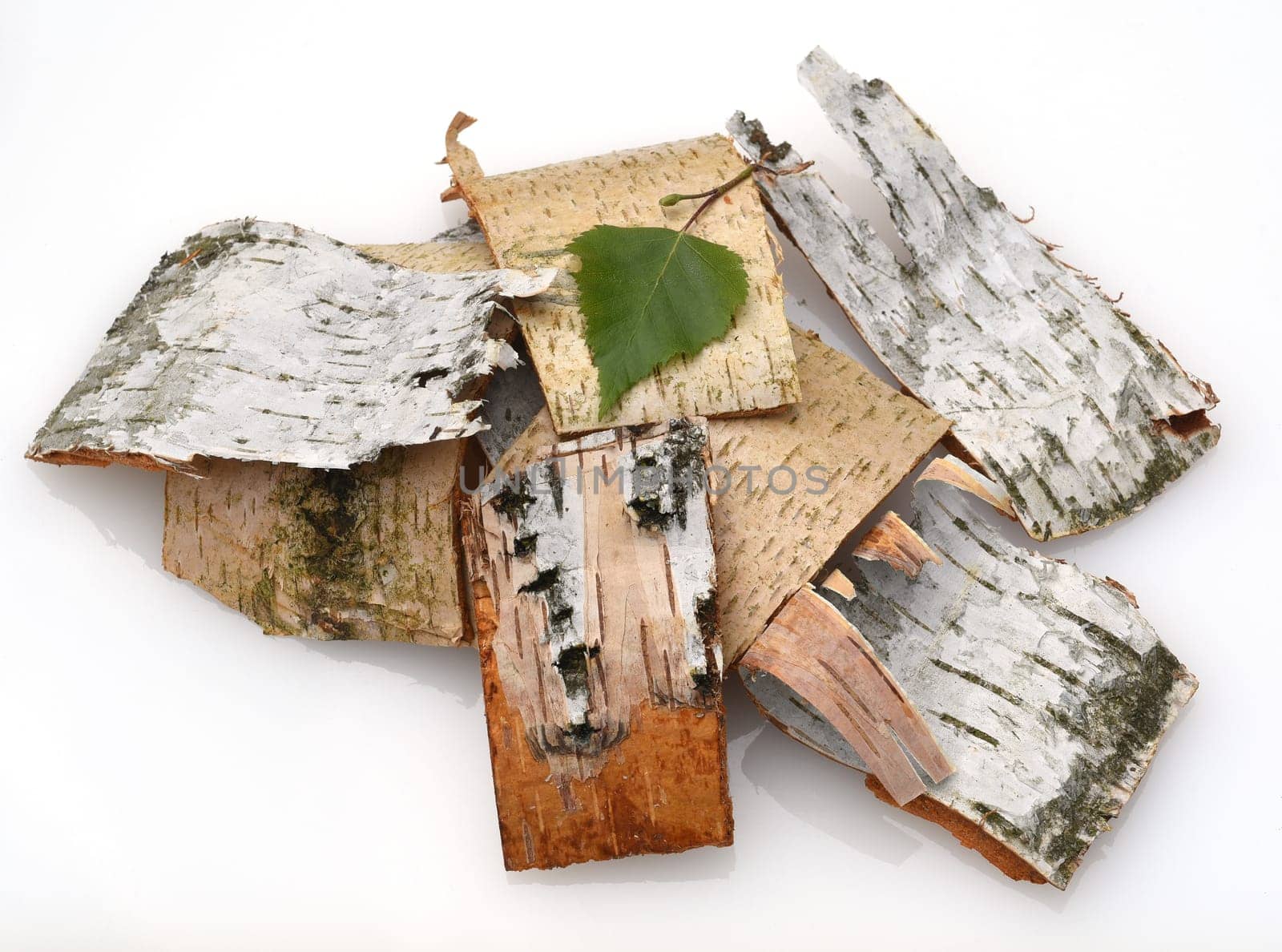Birch tree,birch Betula,is a native tree that is also used medicinally as a medicinal plant. Birch tree,birch betula,is a native tree that is also used medicinally as a medicinal plant.