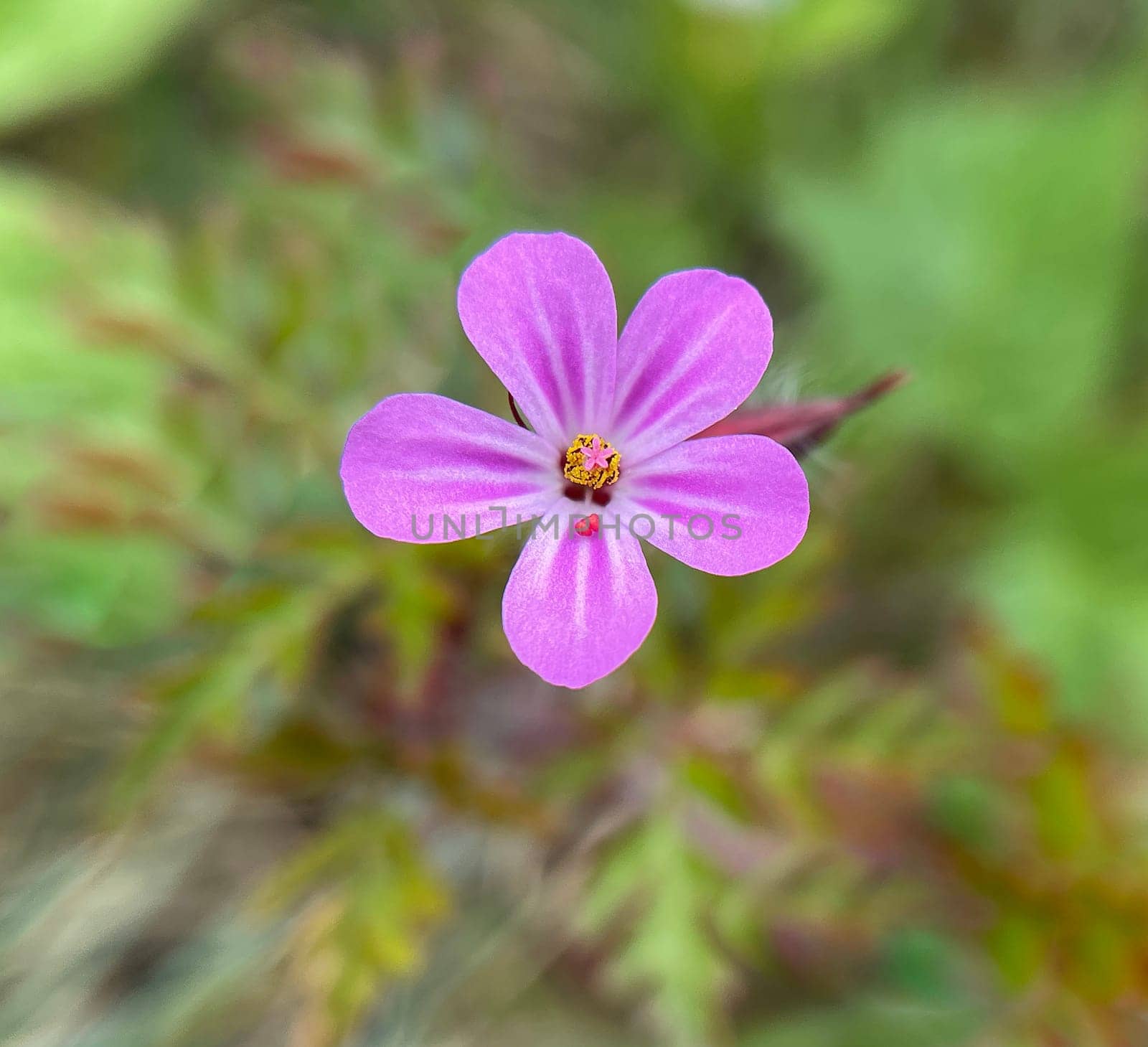 Ruprechtkraut,Geranium robertianum,is an important medicinal plant with purple flowers. Geranium robertianum,is an important medicinal plant with purple flowers.