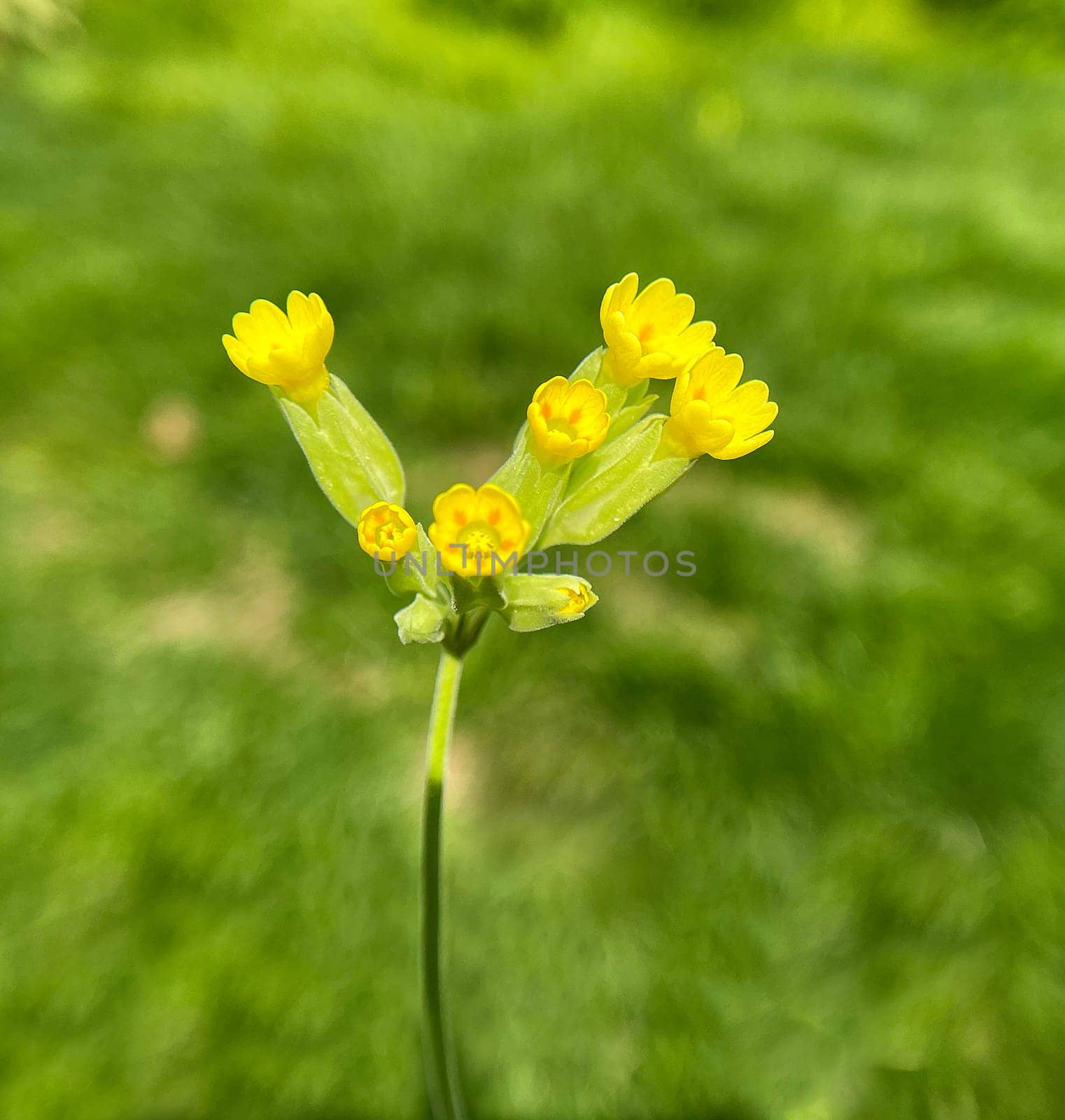 Keyflower,Primula veris,officinalis,is a medicinal plant with beautiful yellow flowers and grows wild. Cowslip,Primula veris,officinalis,is a medicinal plant with beautiful yellow flowers and grows wild.