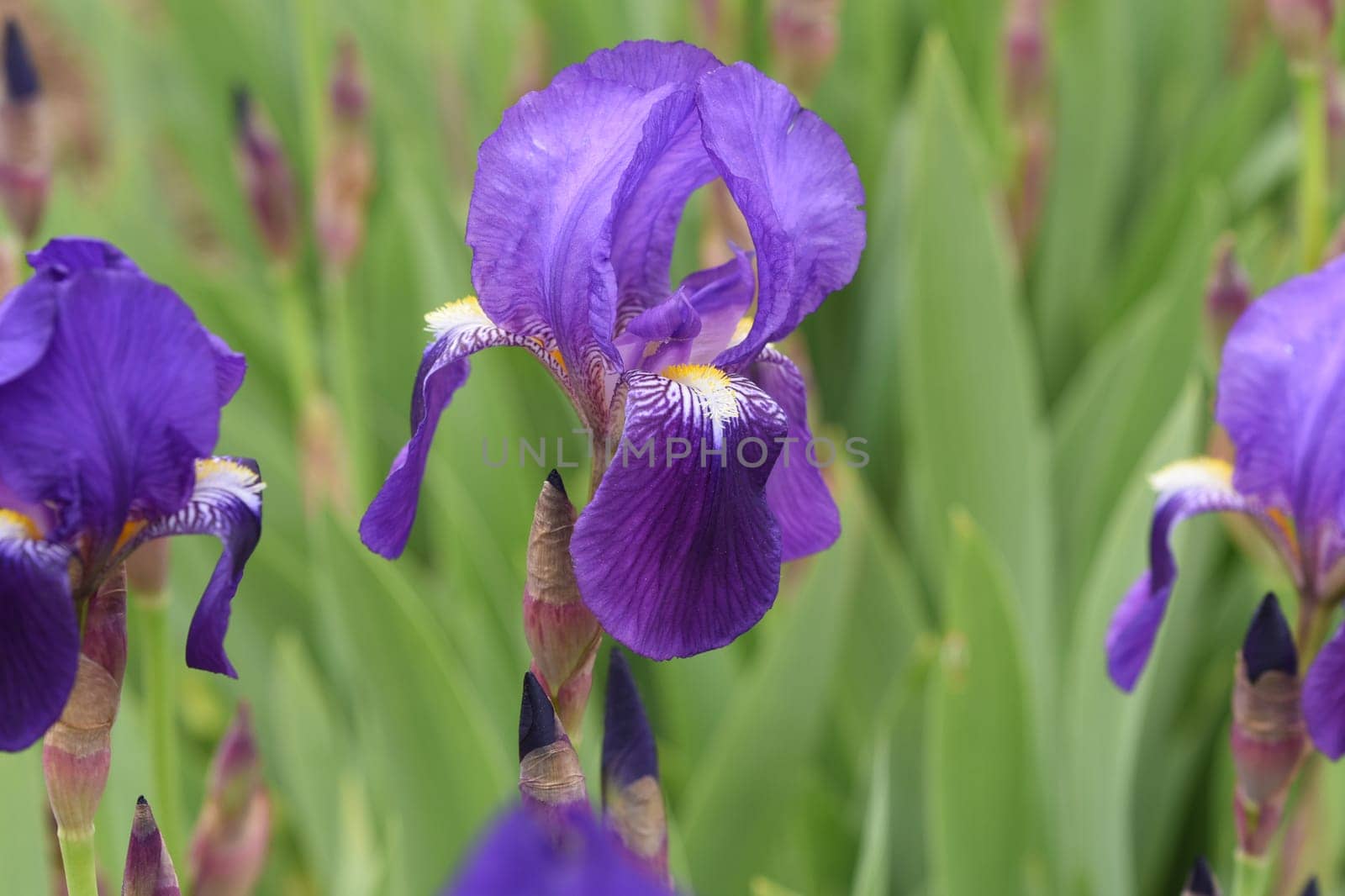Iris,The iris is a wild flowering flower with blue flowers. The iris is a wild flower with blue flowers.