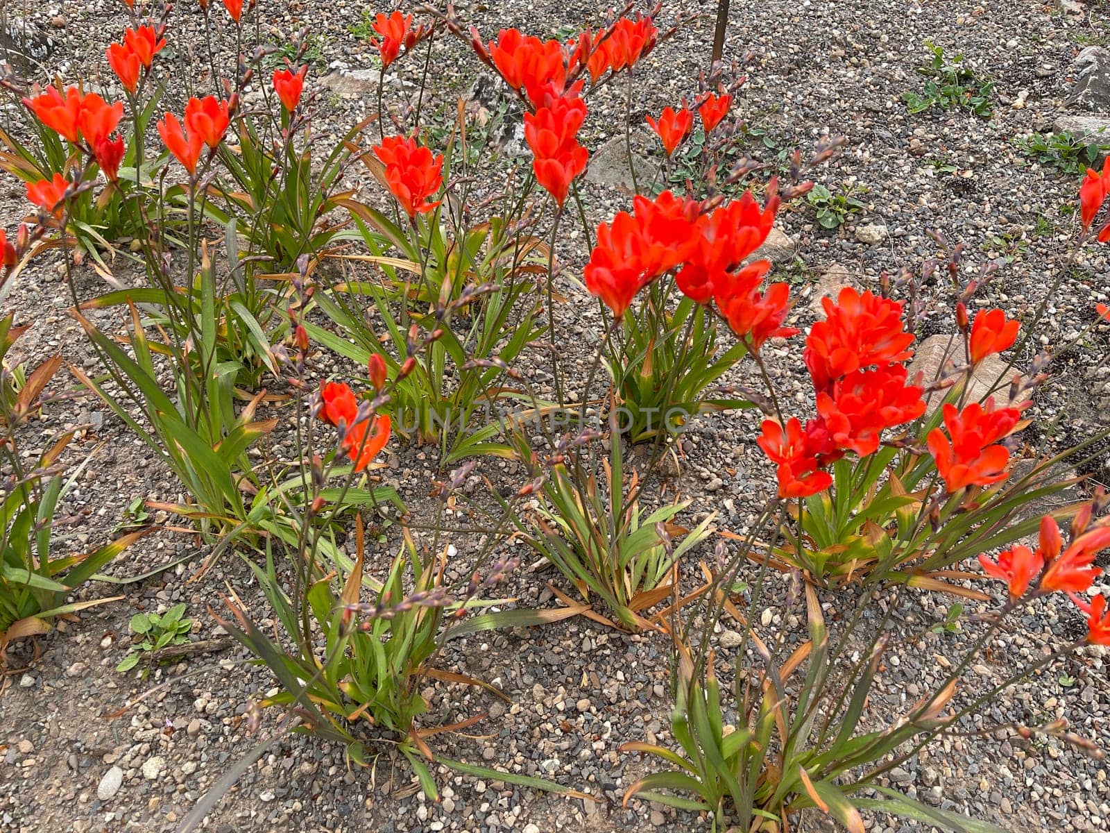Tritonia,Tritonia crocata,is an iris with an onion tuber. Tritonia,Tritonia crocata,is an iris family with a bulbous bulb.