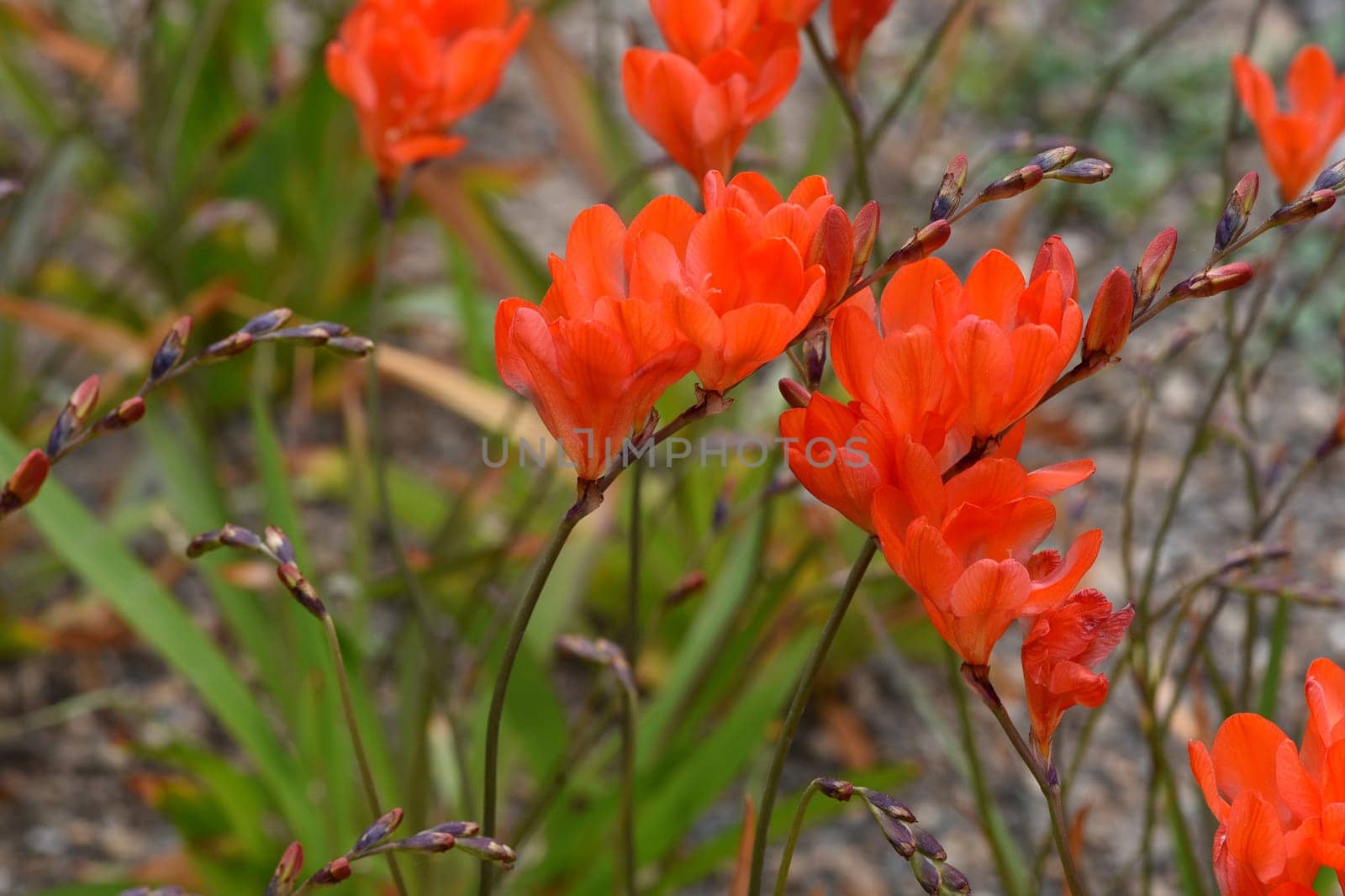 Tritonia,Tritonia crocata,is an iris with an onion tuber. Tritonia,Tritonia crocata,is an iris family with a bulbous bulb.