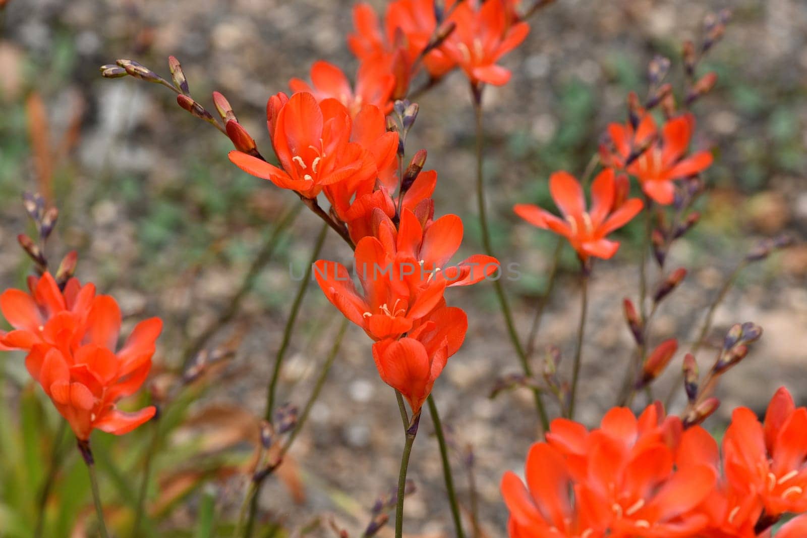 Tritonia,Tritonia crocata,is an iris with an onion tuber. Tritonia,Tritonia crocata,is an iris family with a bulbous bulb.