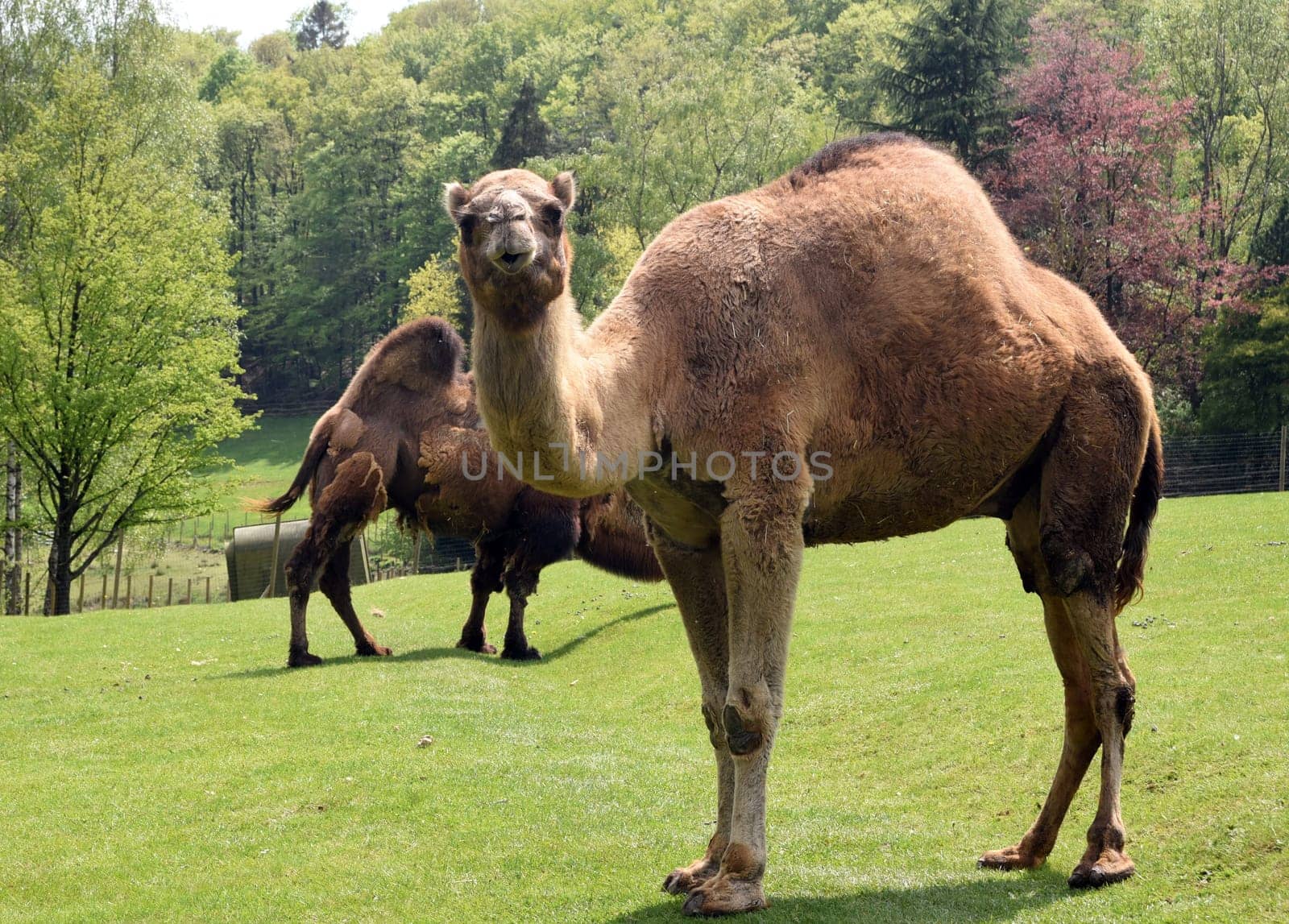 The dromedary,Camelus dromedarius,is a species of mammal in the Camelidae family. The dromedary,Camelus dromedarius,also known as the one-humped or Arabian camel,is a species of mammal from the genus Old World camels.