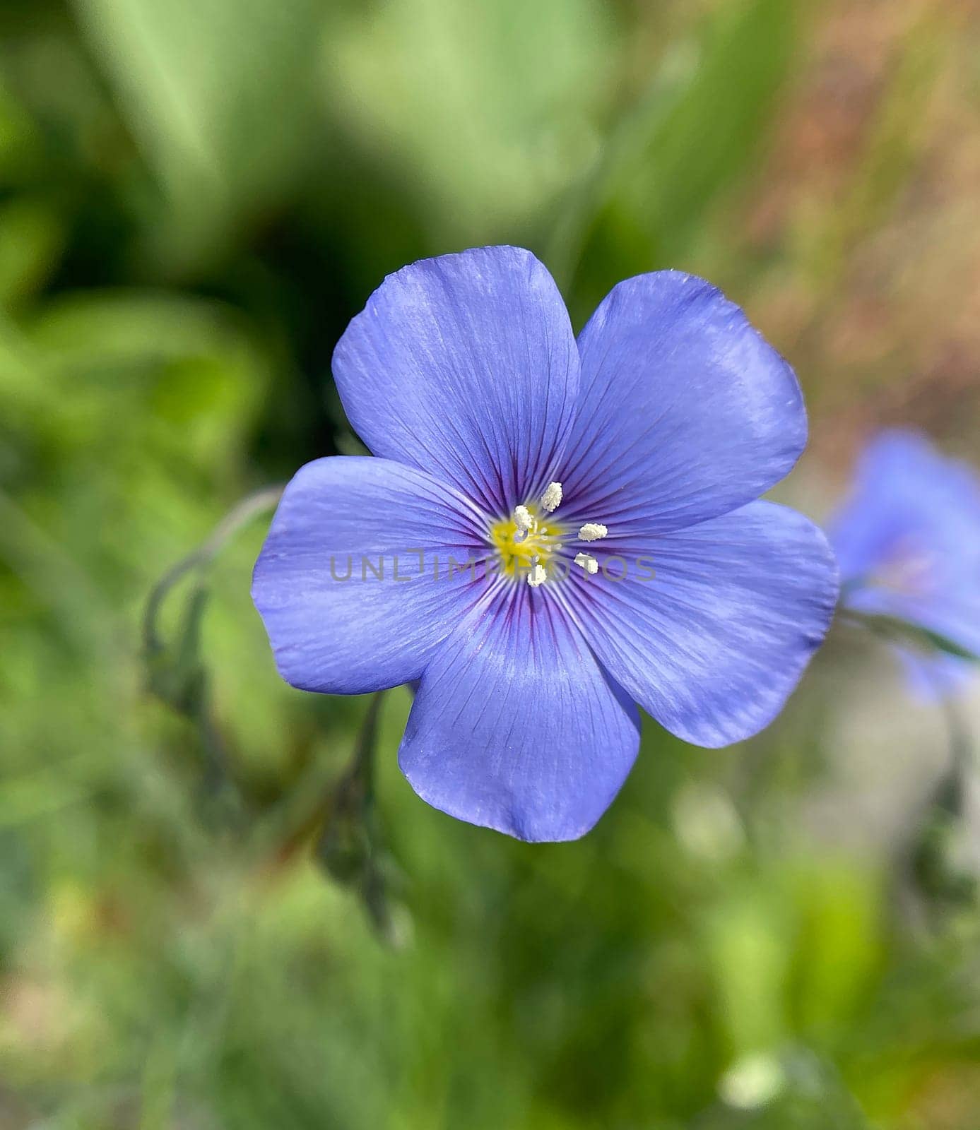 Flax,linum perenne is an important medicinal plant with blue flowers and is used in medicine. The plant is annual and is also processed into fabric. linum perenne,is an important medicinal plant with blue flowers and is used in medicine. The plant is annual and is also processed into fabric.