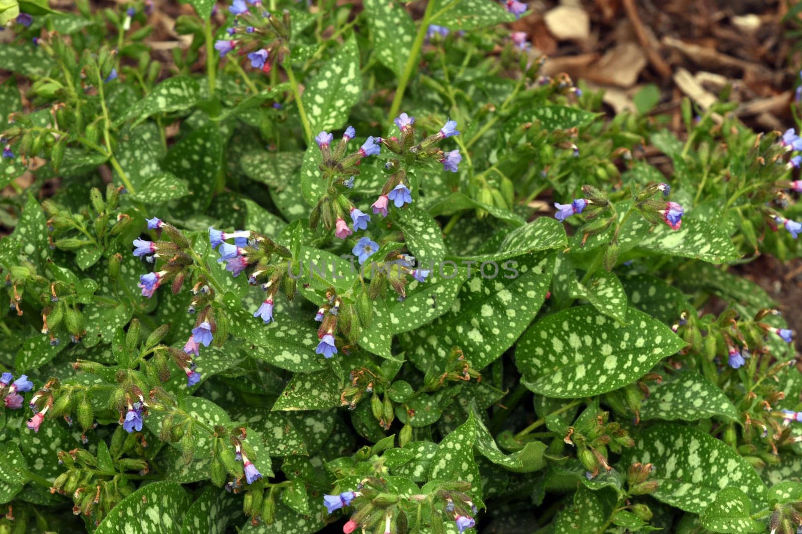 Lungwort,Pulmonaria,officinalis is an important medicinal and medicinal plant with blue flowers. Lung herb Pulmonaria,officinalis is an important medicinal and medicinal plant with blue flowers.