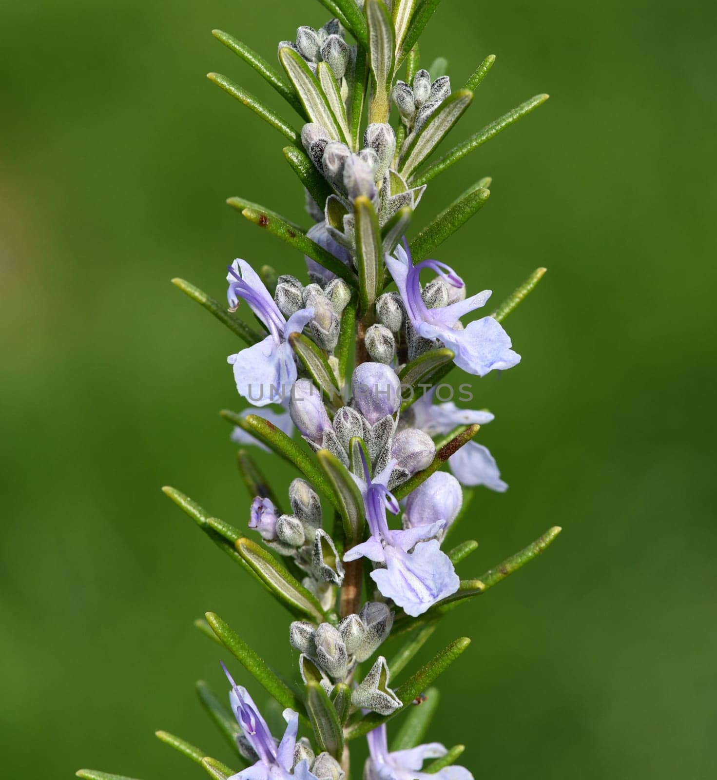 Rosemary,Rosemary officinalis,is a medicinal and herbal plant. Rosemary officinalis,is a medicinal and herbal plant.