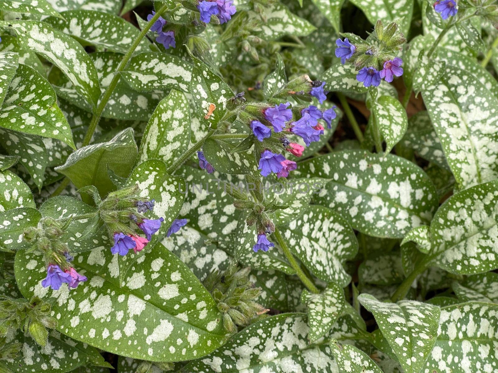 Lungwort,Pulmonaria,officinalis is an important medicinal and medicinal plant with blue flowers. Lung herb Pulmonaria,officinalis is an important medicinal and medicinal plant with blue flowers.