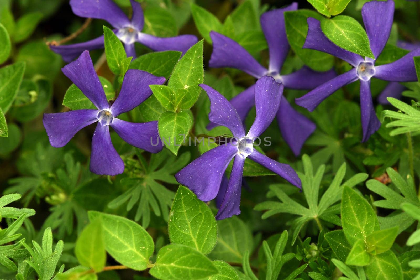 Evergreen,Vinca major,is an important medicinal plant with blue flowers and is also used as ground cover. Periwinkle,Vinca major,is an important medicinal plant with blue flowers and is also used as a ground cover.