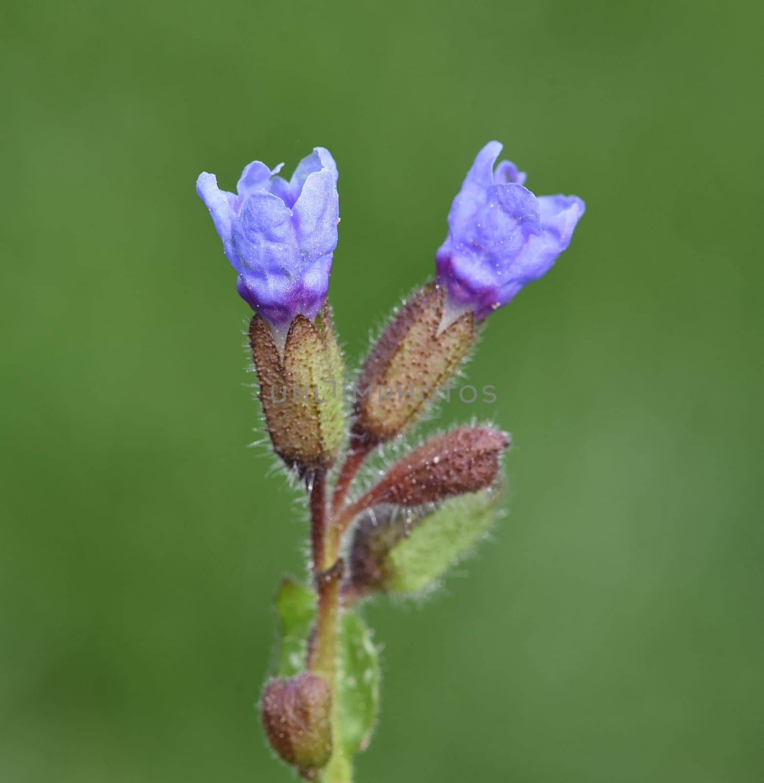 Lungwort,Pulmonaria,officinalis is an important medicinal and medicinal plant with blue flowers. Lung herb Pulmonaria,officinalis is an important medicinal and medicinal plant with blue flowers.