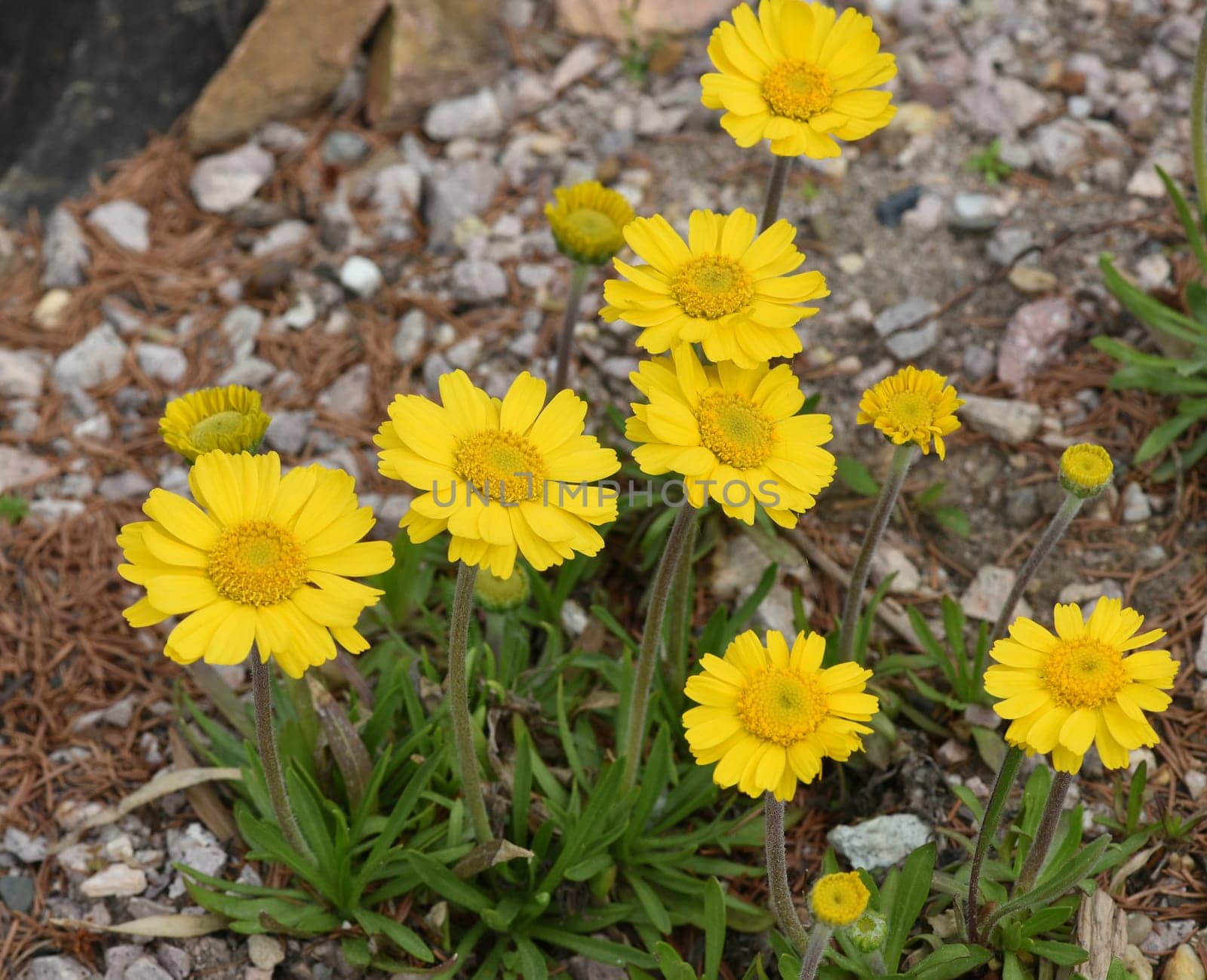 Tetraneuris acaulis is a species of flowering plant in the sunflower family. Tetraneuris acaulis is a North American species of flowering plant in the sunflower family.
