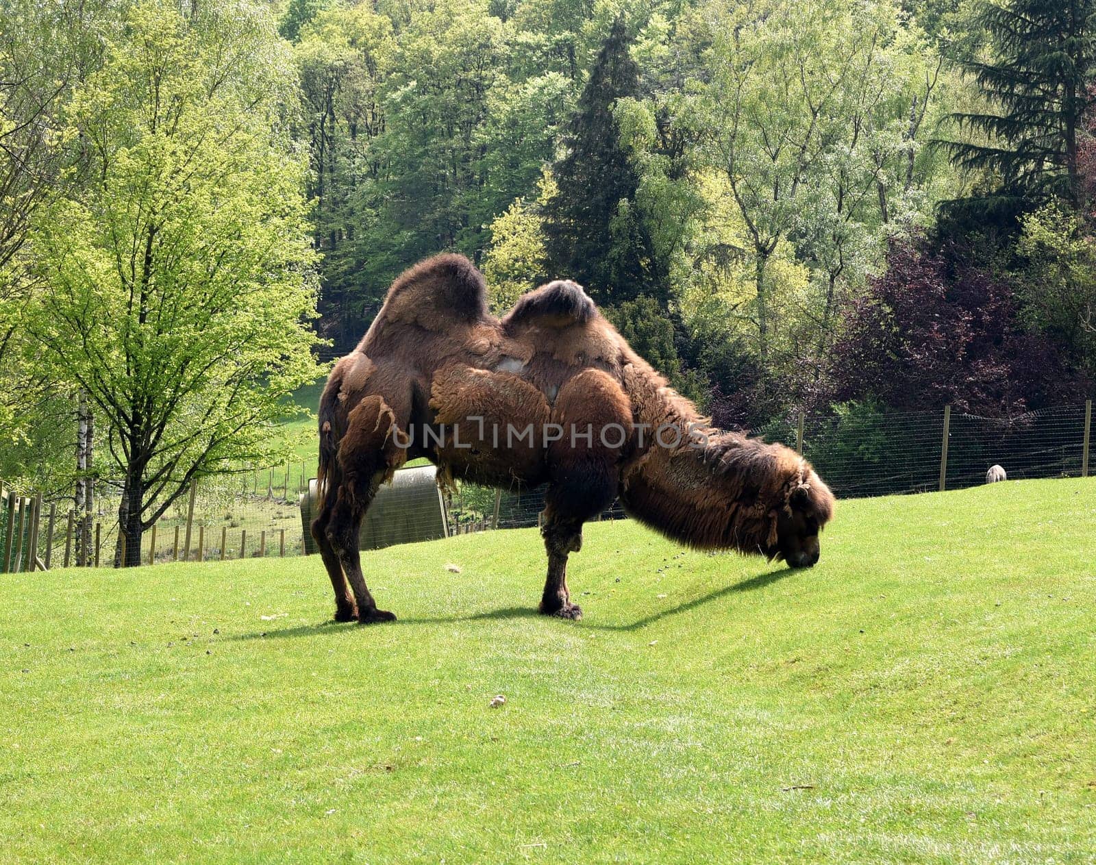 Camelus ferus is a species of mammal in the camelidae family. Bactrian camel,also known as two-humped or Bactrian camel,Camelus ferus,is a species of mammal in the camel family.