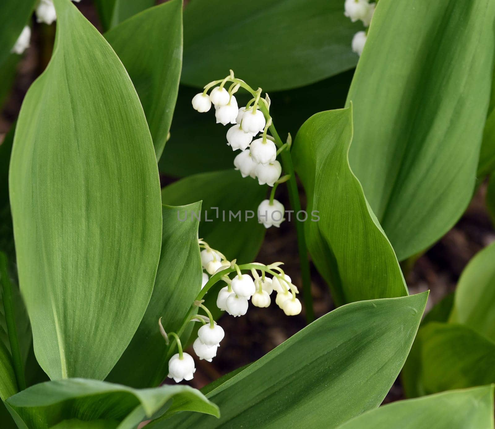 Convallaria majalis has white,blueten. It is a fragrant and poisonous plant and an important medicinal plant,Lily-of-the-valley,Convallaria majalis has white flowers. It is a scented and poisonous plant and an important medicinal plant