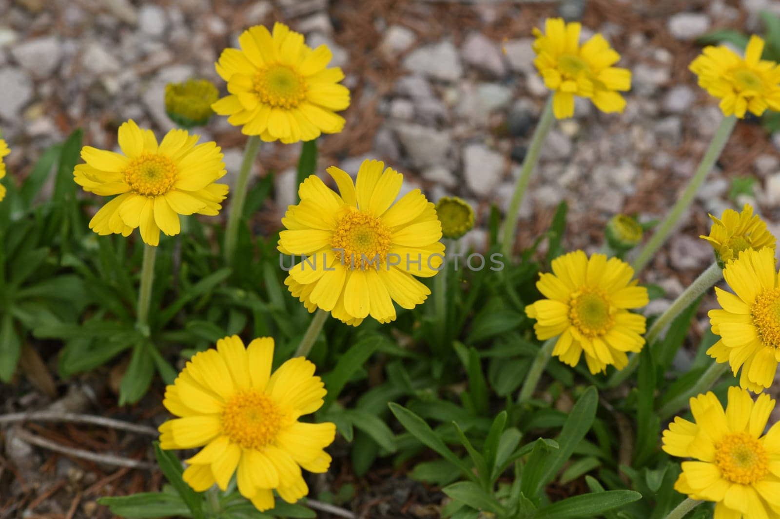 Tetraneuris acaulis is a species of flowering plant in the sunflower family. Tetraneuris acaulis is a North American species of flowering plant in the sunflower family.