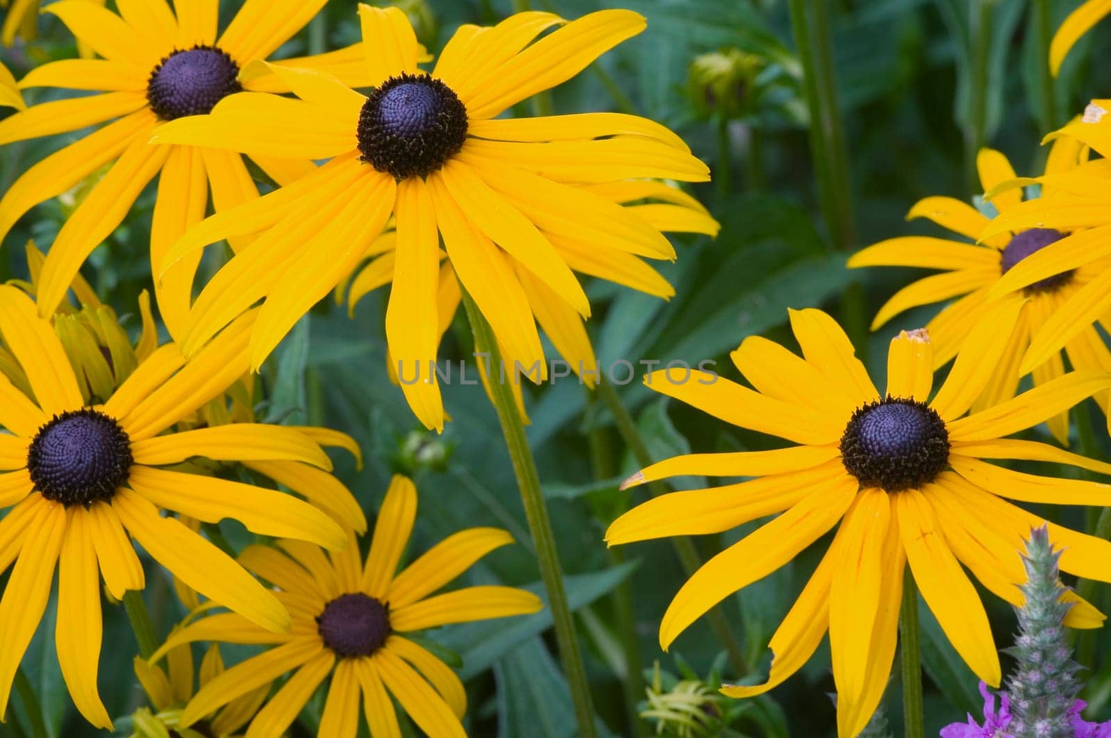 Close-up of several luminous sun hat flowers (Rudbeckia fulgida) with great depth of field.