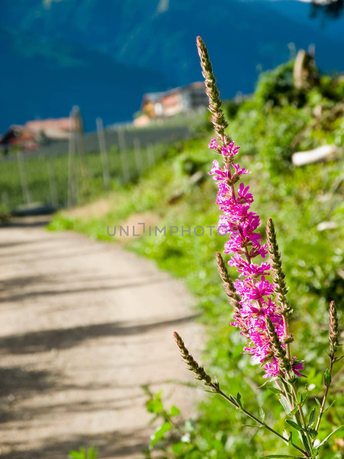 Inflorescence of the Ordinary Blood willow (Lythrum salicaria) on the side of the road in the South Tyrolean Alps near the city of Merano