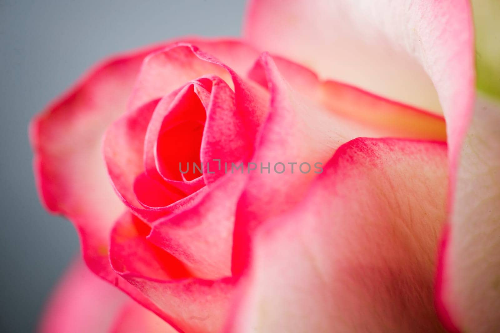 Close-up of a white rose with red edges