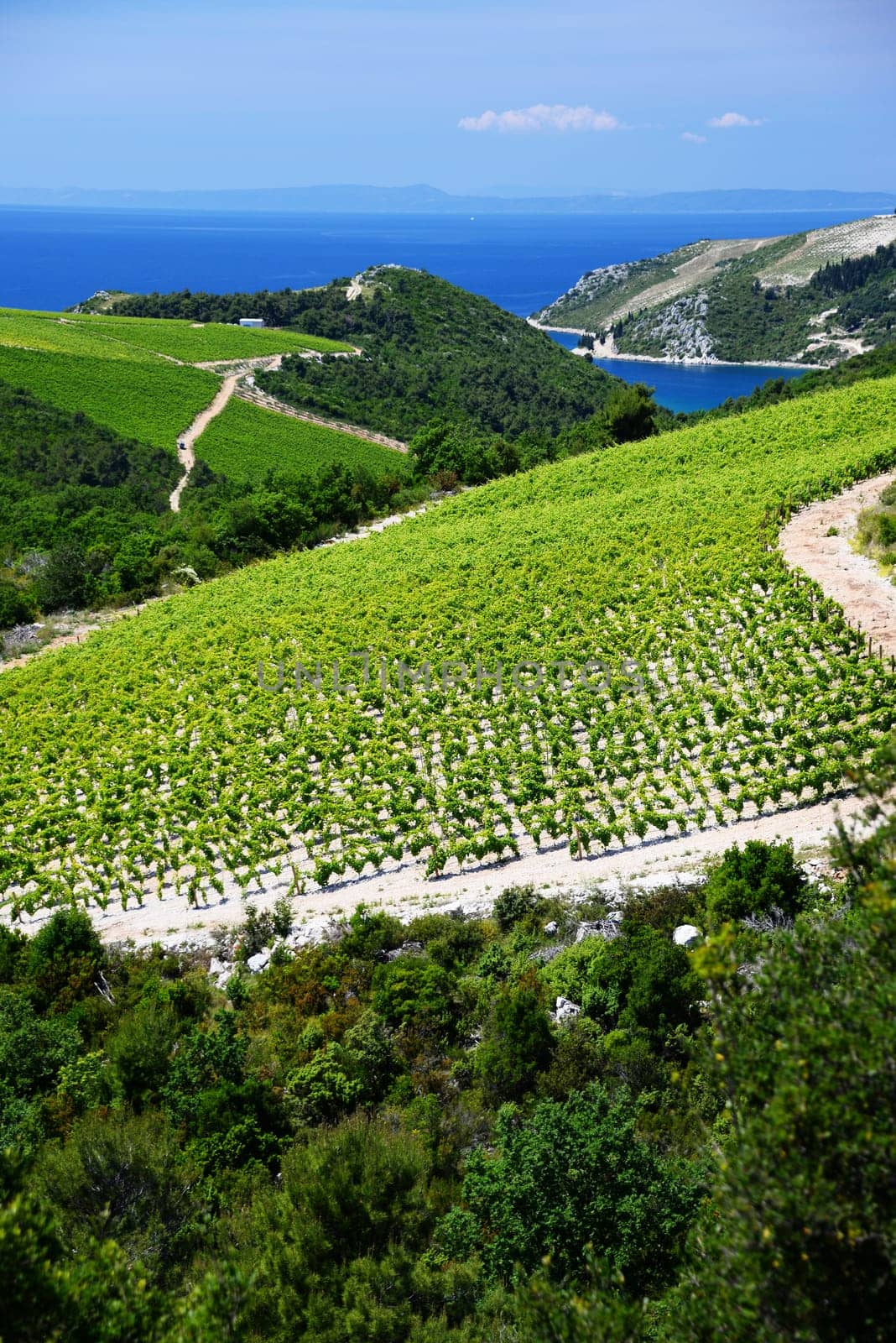 Vineyard in Dalmatia, Croatia, at the Adriatic coast.