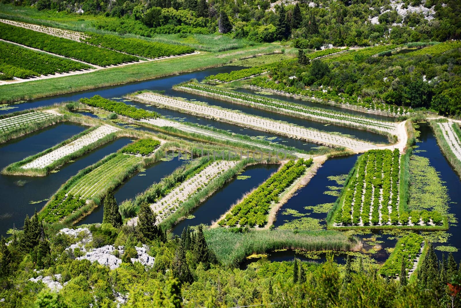 Farming in Dalmatia, Croatia, at the Adriatic coast.