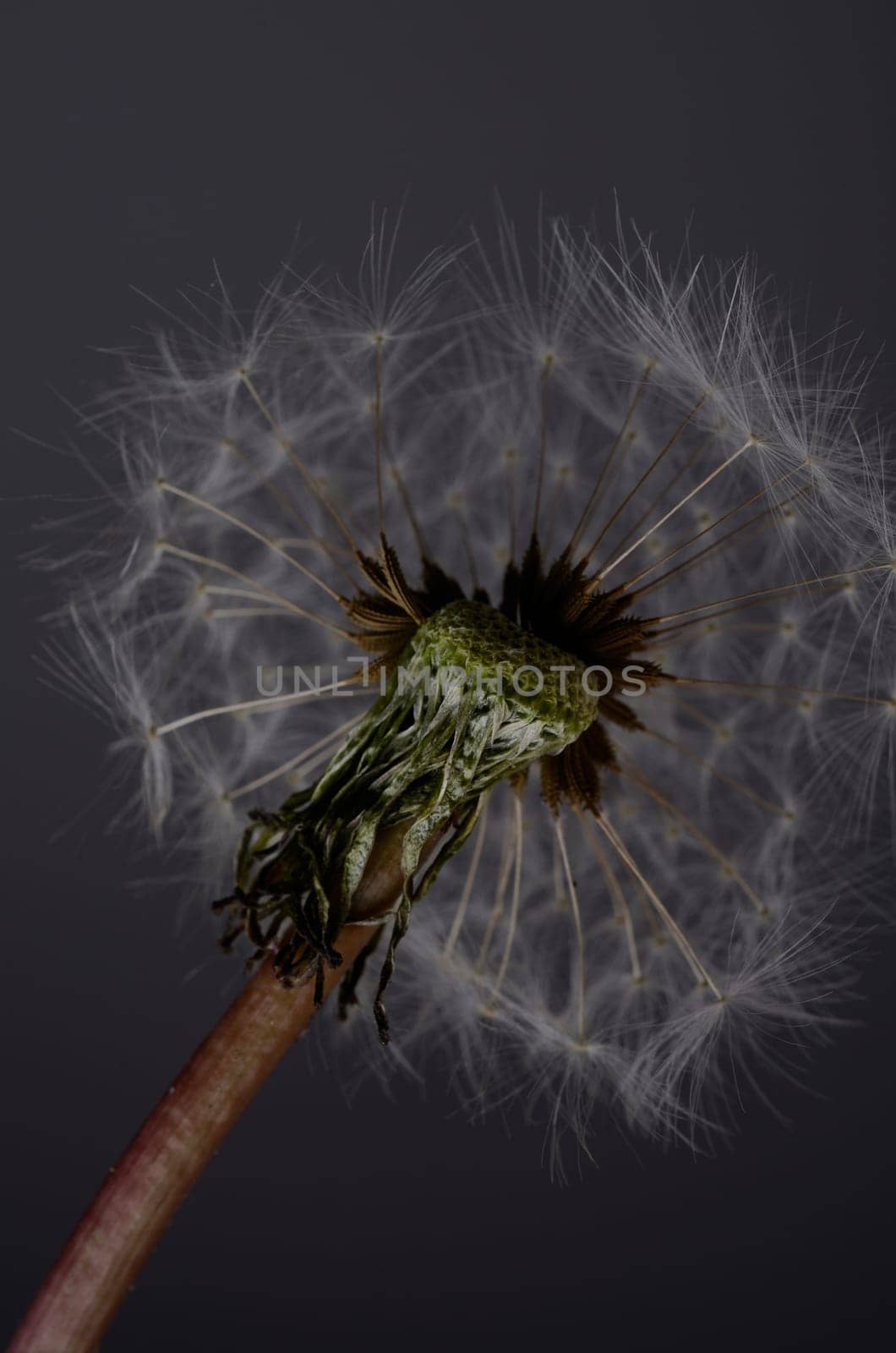 Close up of a dandelion on a dark background