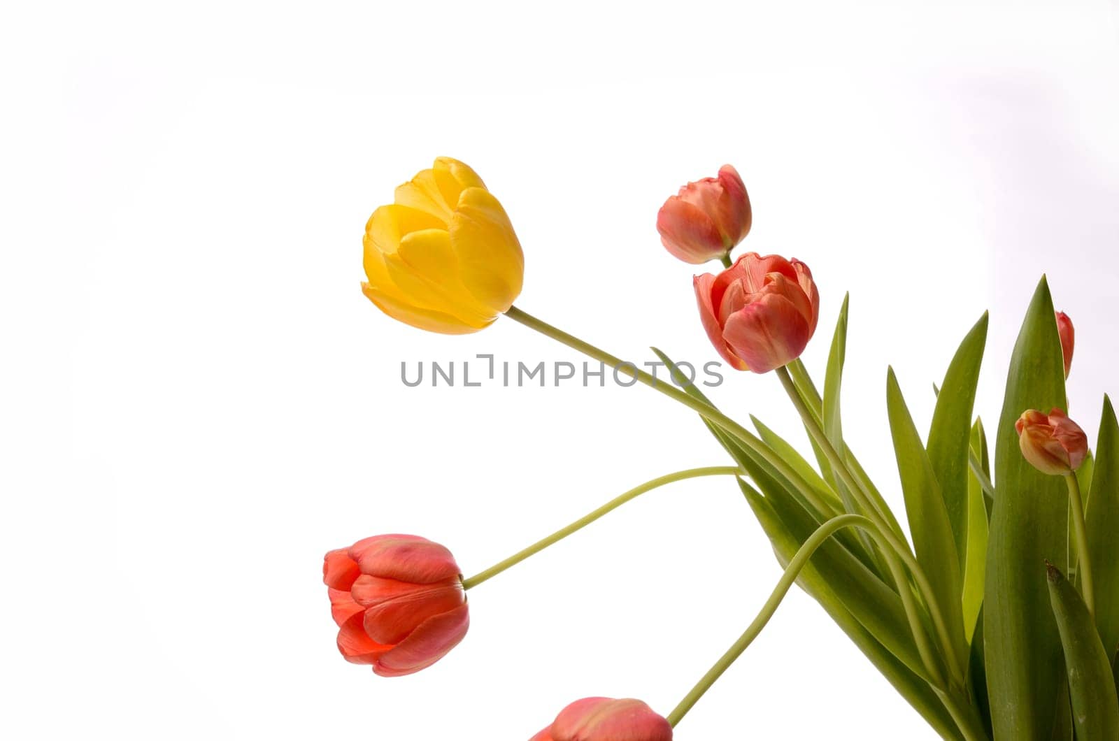 Colorful tulips on a white background