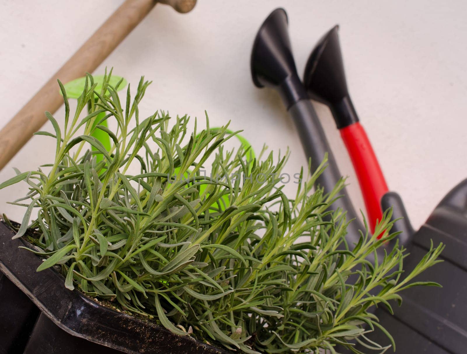 Young lavender plants on a wooden garden table