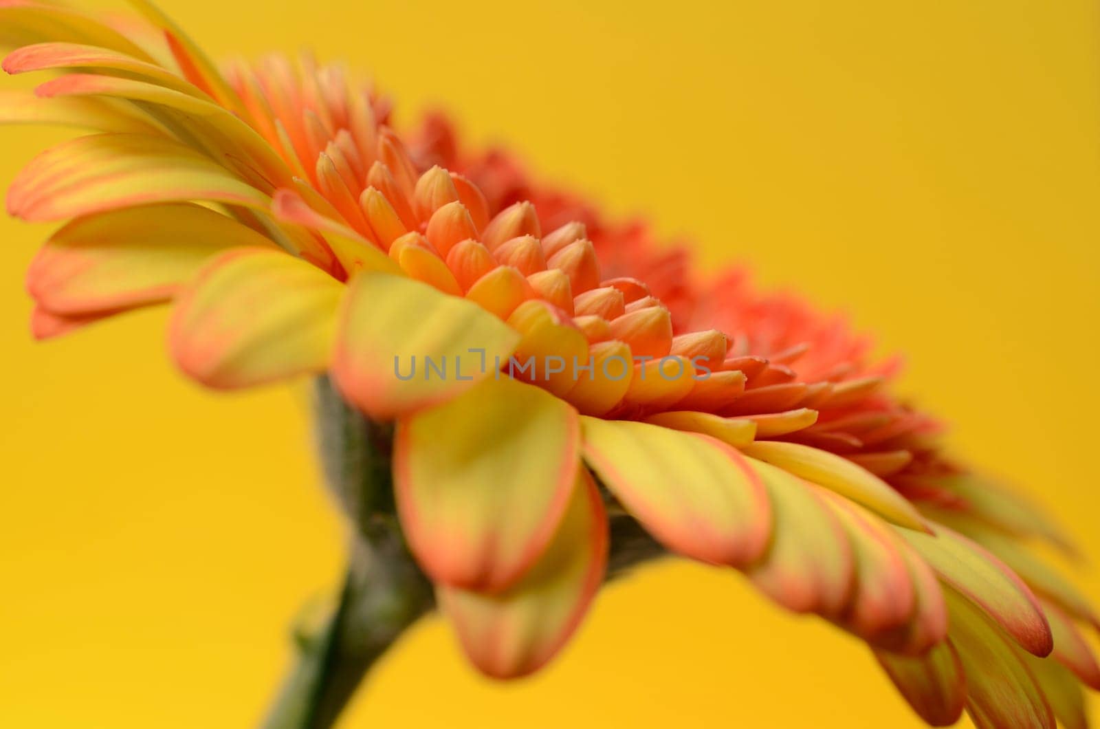 Close up of a beautiful yellow Gerbera on a yellow background with selective focus