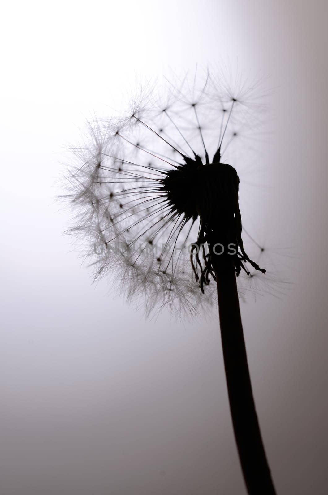Seed head of a Dandelion