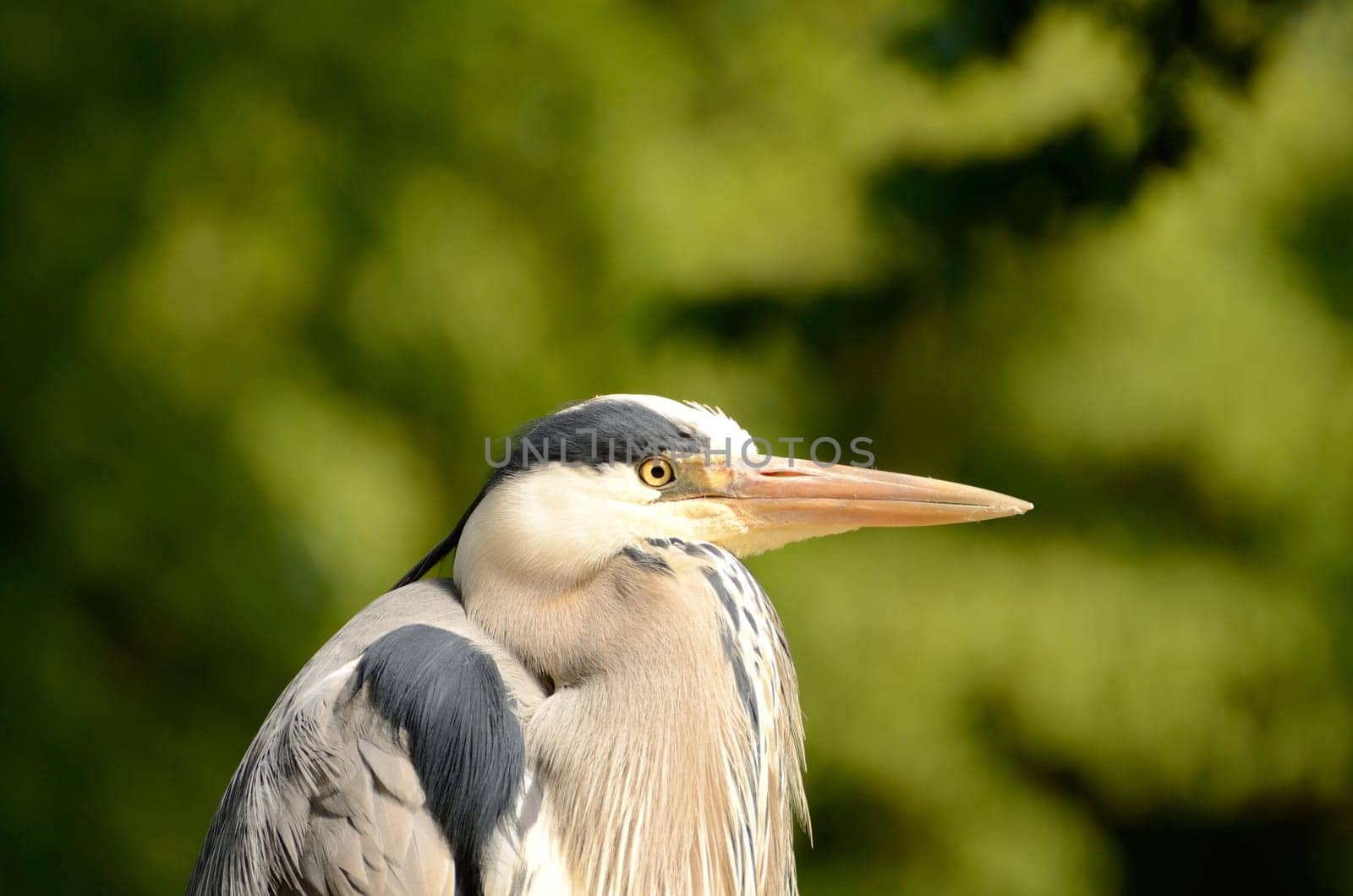 Portrait of a Gray Heron