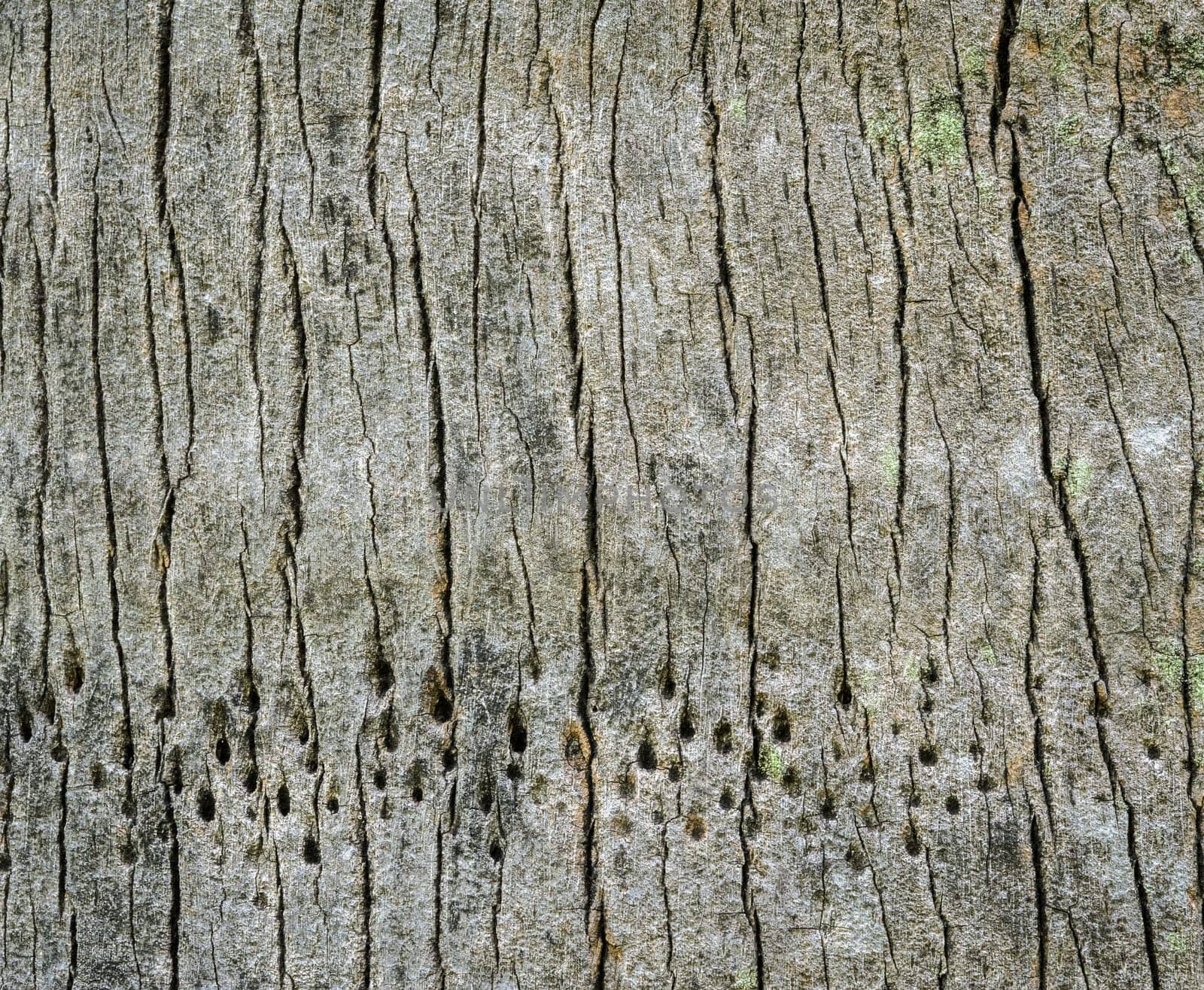 Palm tree bark texture background