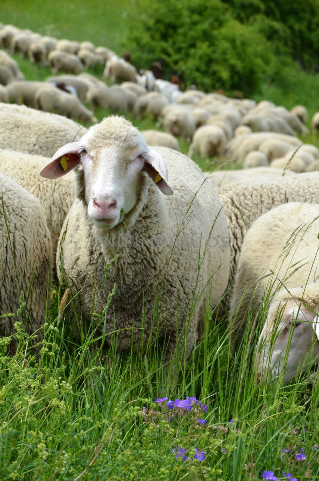 Flock