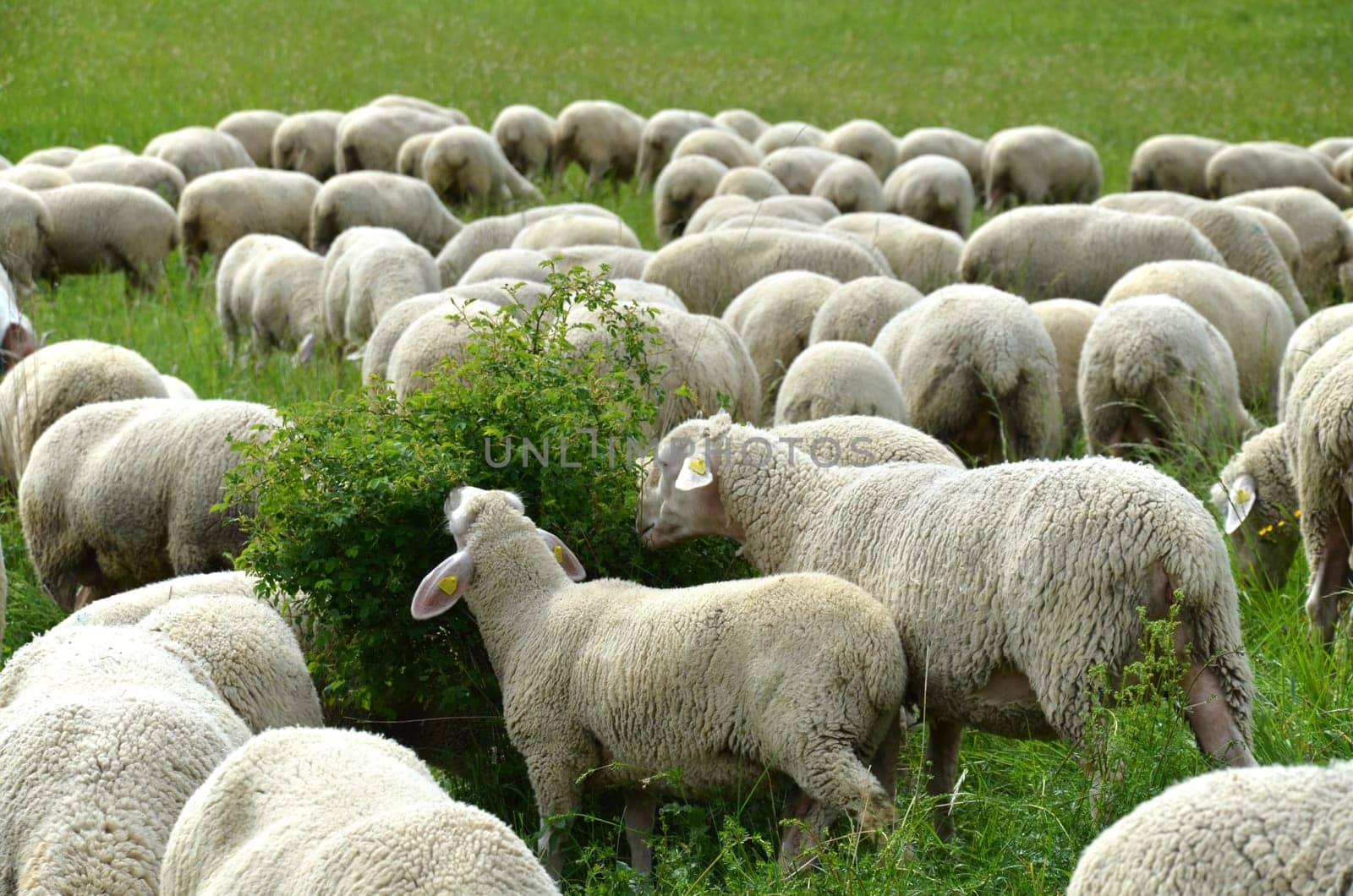 Flock