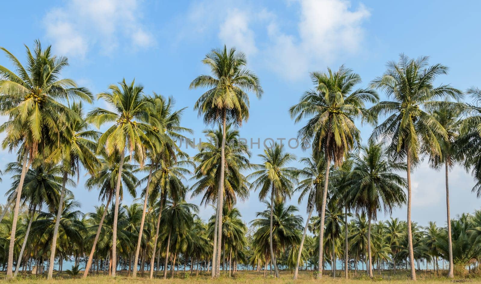 Coconut palm tree plantation in Thailand