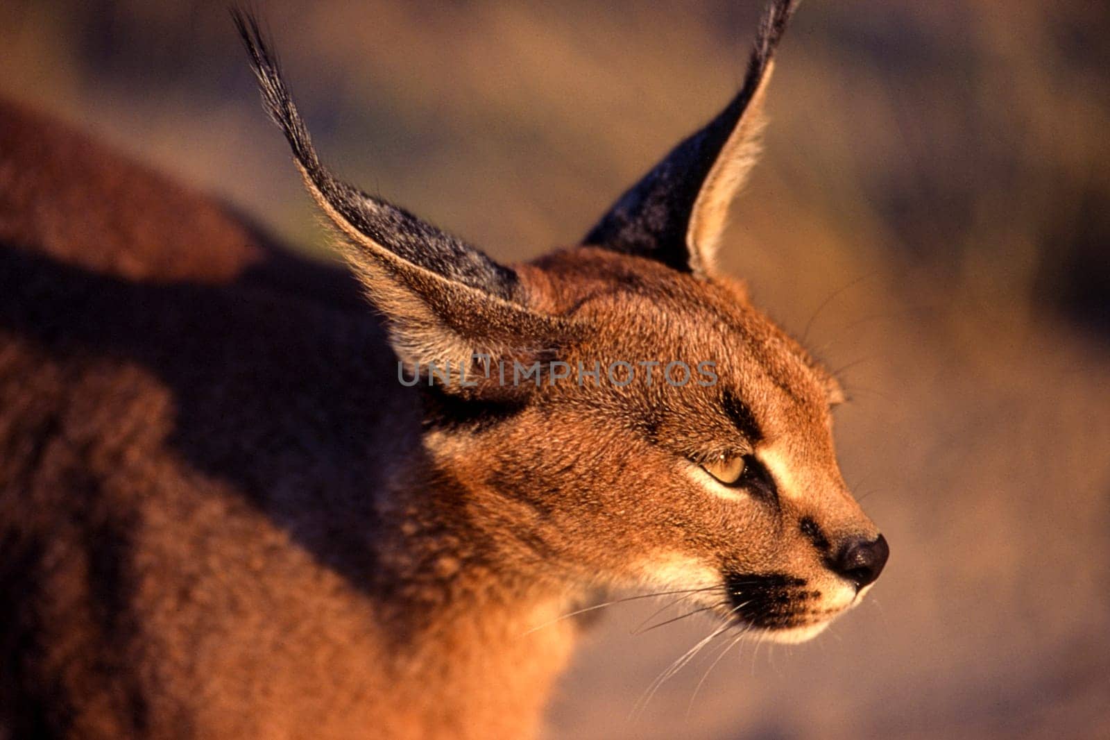 Caracal (Felix caracal), Maun, Ngamiland, Botswana, Africa