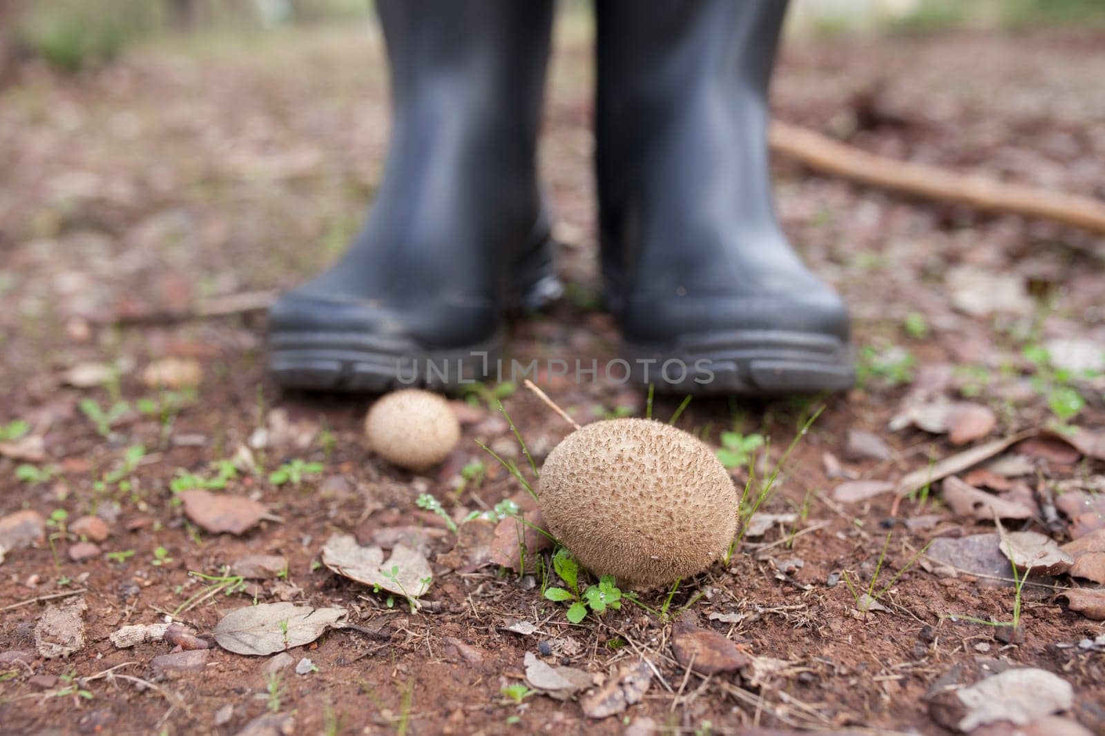 Puffball mushrooms or lycoperdon. Ground view with rainboots as background