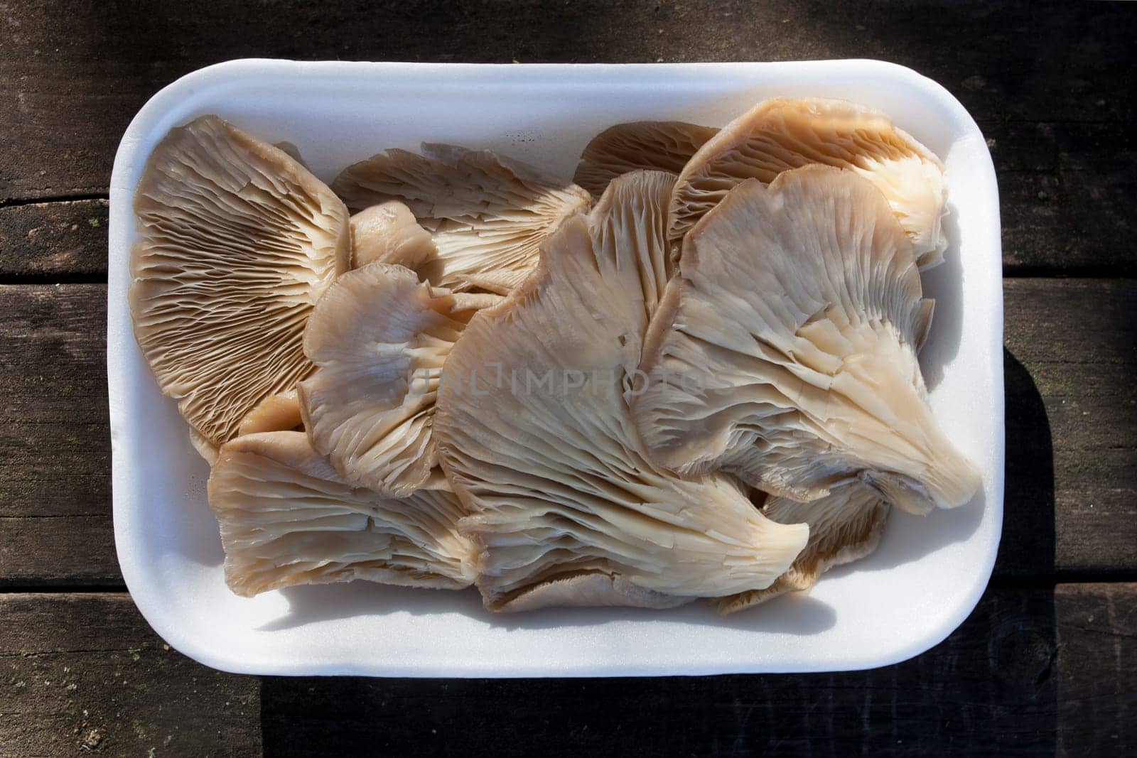 Oyster mushroom or pleurotus ostreatus. Tray placed over wooden picnic table
