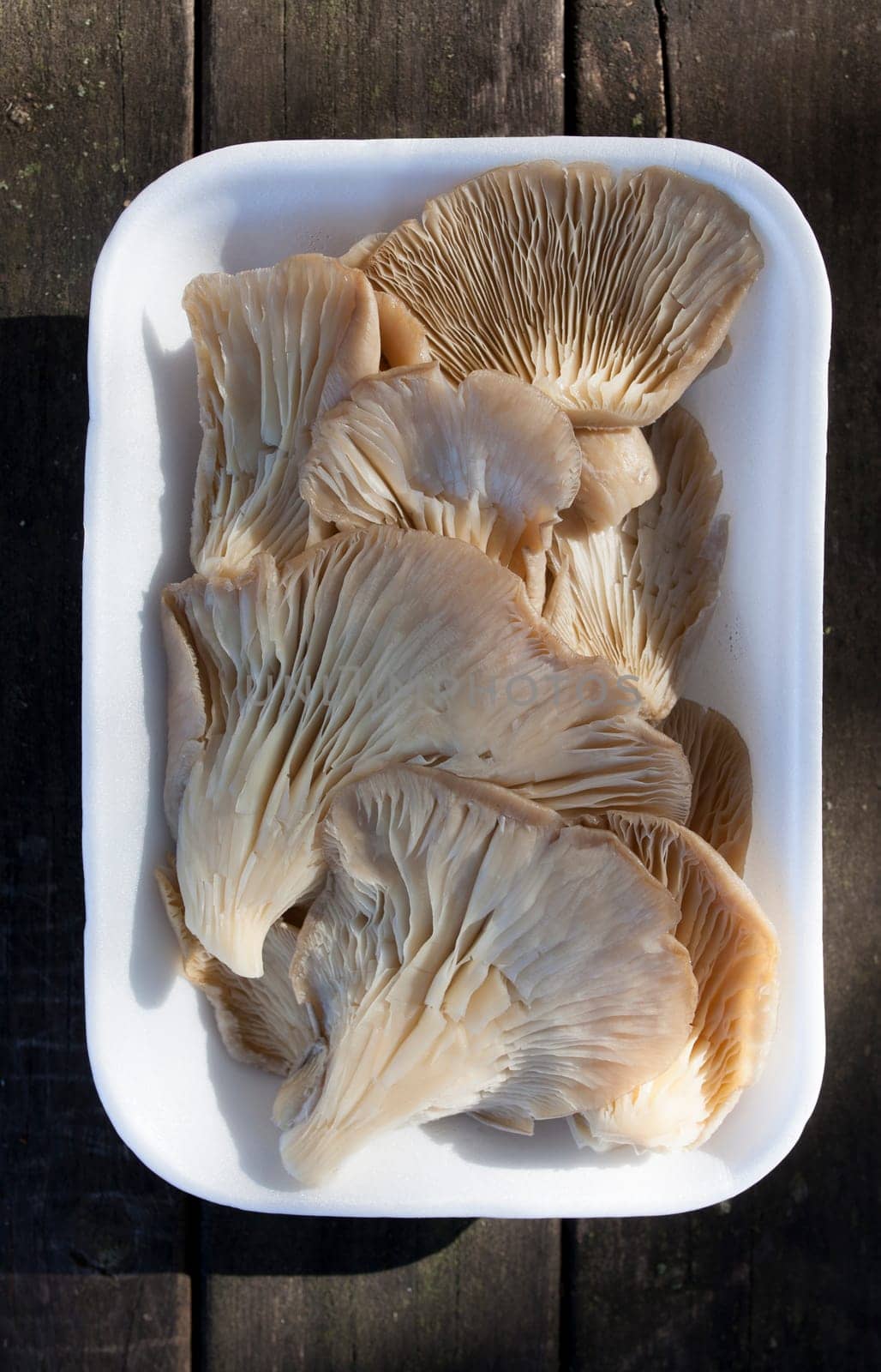 Oyster mushroom or pleurotus ostreatus. Tray placed over wooden picnic table
