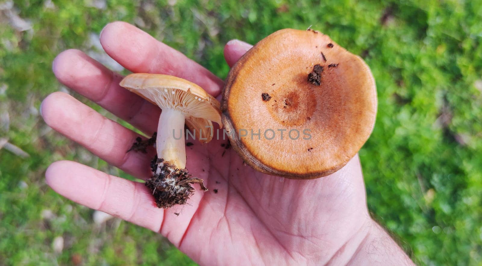 Saffron milk caps or lactarius deliciosus. Mushrooms placed over palm hand