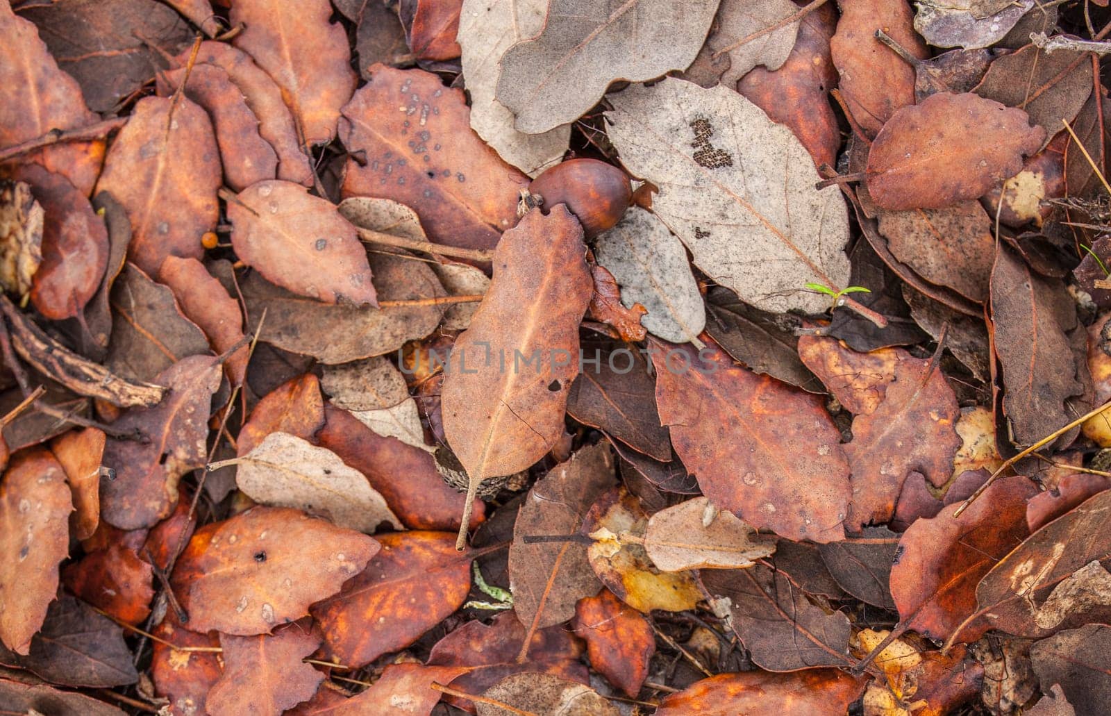 Autumn forest ground full fallen wet leaves. Background
