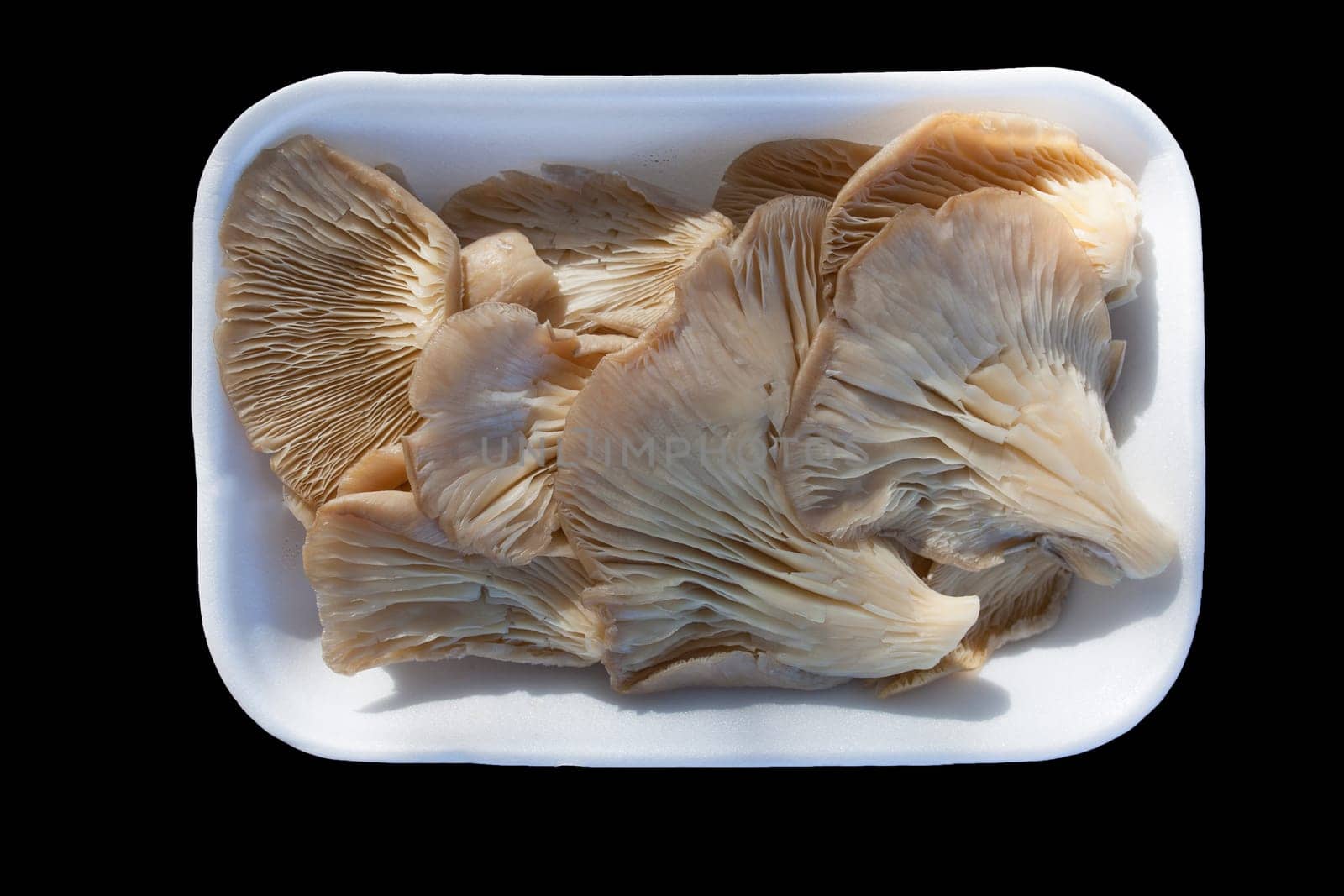 Oyster mushroom or pleurotus ostreatus. Tray placed over wooden picnic table