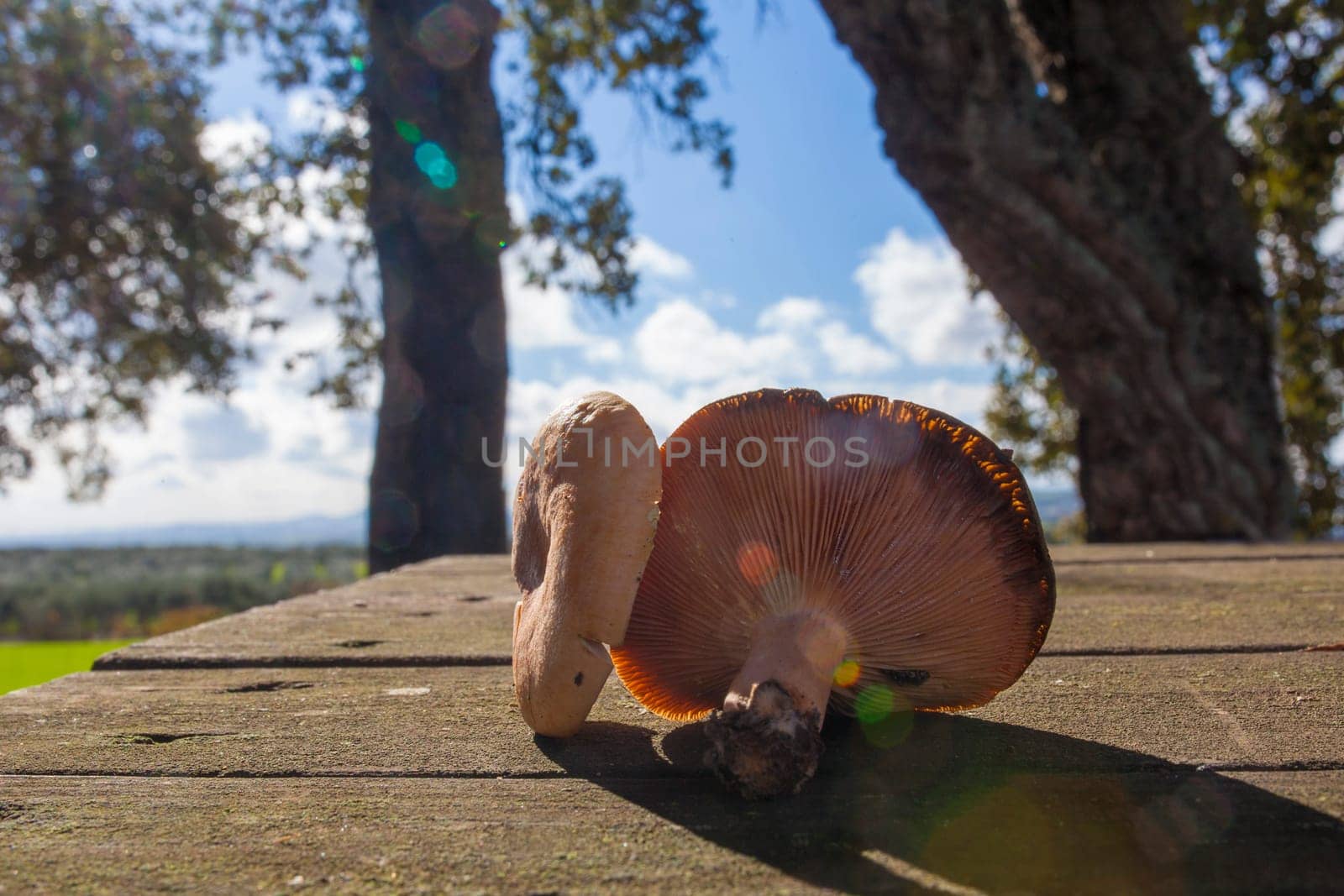 Saffron milk caps or lactarius deliciosus. Mushrooms placed over wooden picnic table