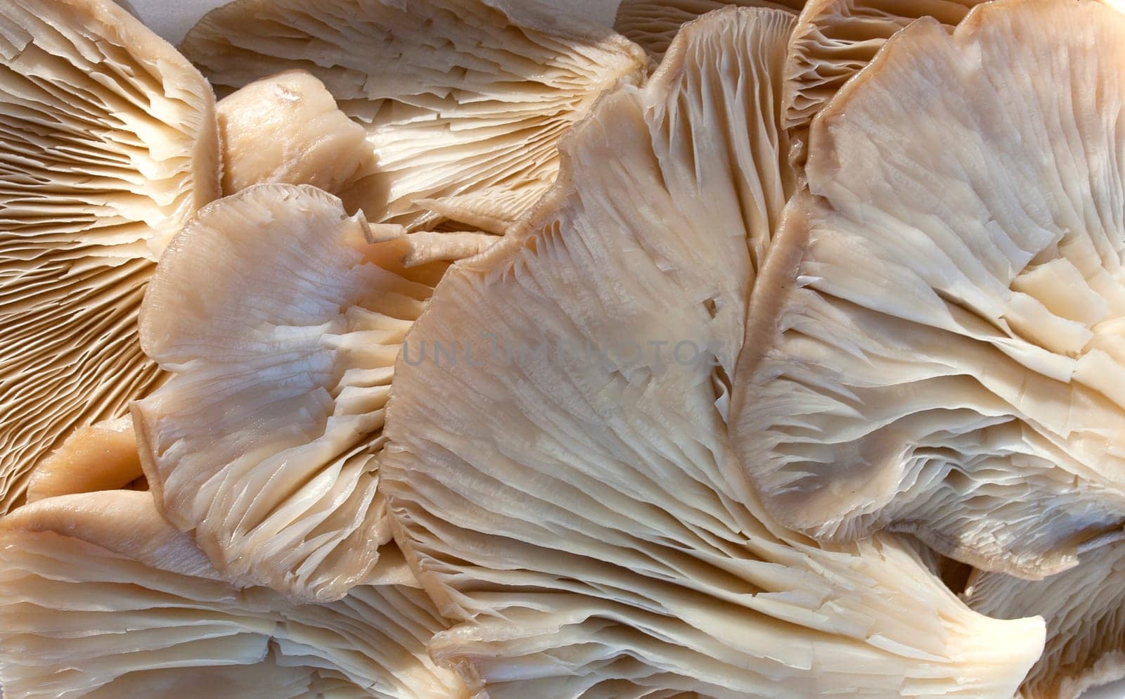 Oyster mushroom or pleurotus ostreatus. Tray placed over wooden picnic table