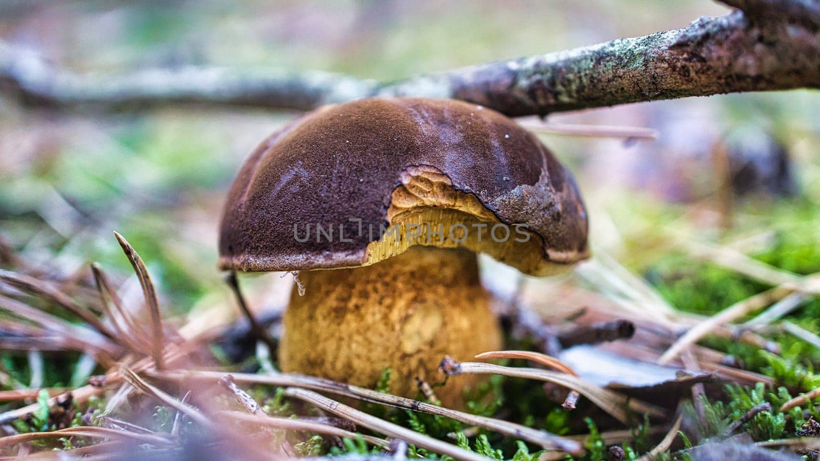 Chestnut, brown cap. Mushroom on the forest floor with moss and pine needles. Edible mushroom collected in the forest. Photo from nature