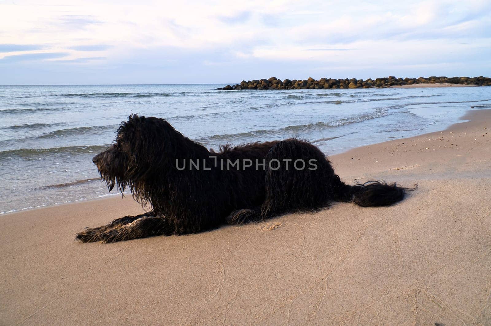 Goldendoodle is lying on the beach by the sea and ready to play. Waves in the water and sand on the beach. Landscape shot with a dog