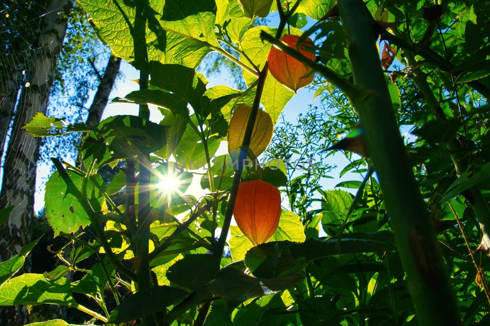 Sun rays shine through bushes of physalis, cape gooseberry. Orange fruit with green leaves. Vitamin rich fruit. Close up from garden