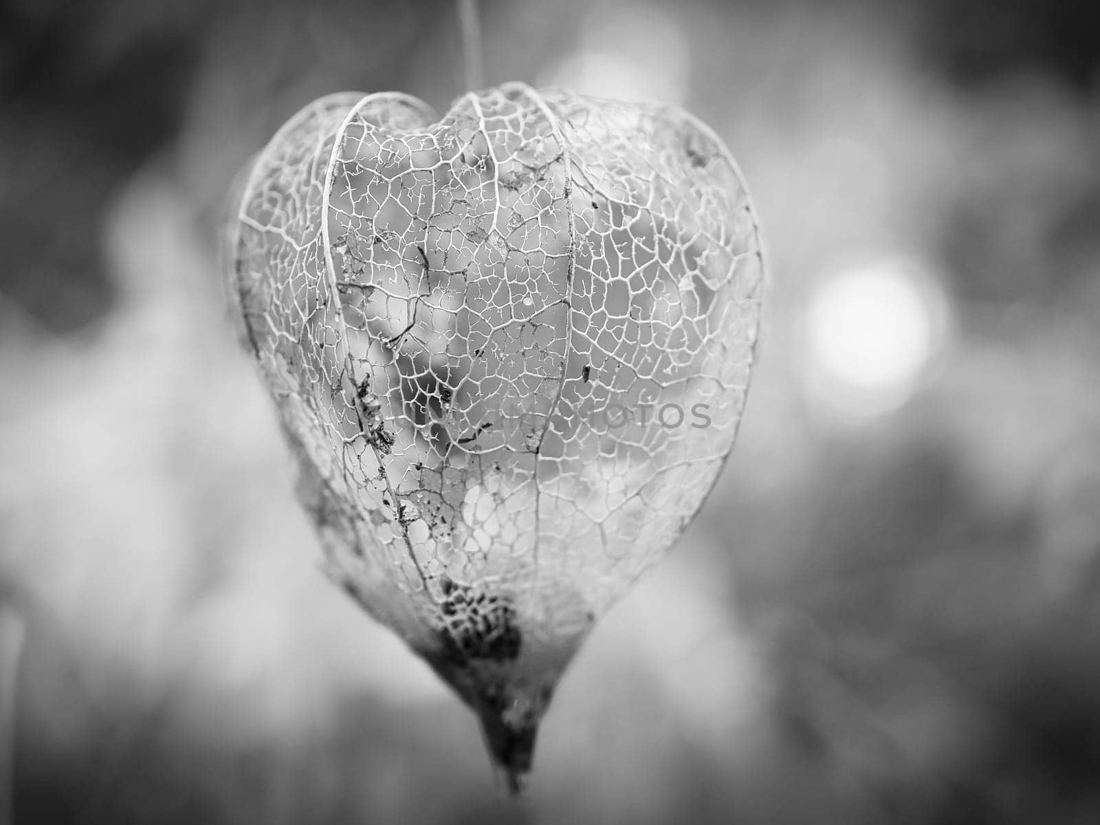 Physalis photographed in black and white, in which the lampion shell has disintegrated. View of the fruit inside. Vitamin rich fruit from the garden. Food for snacking