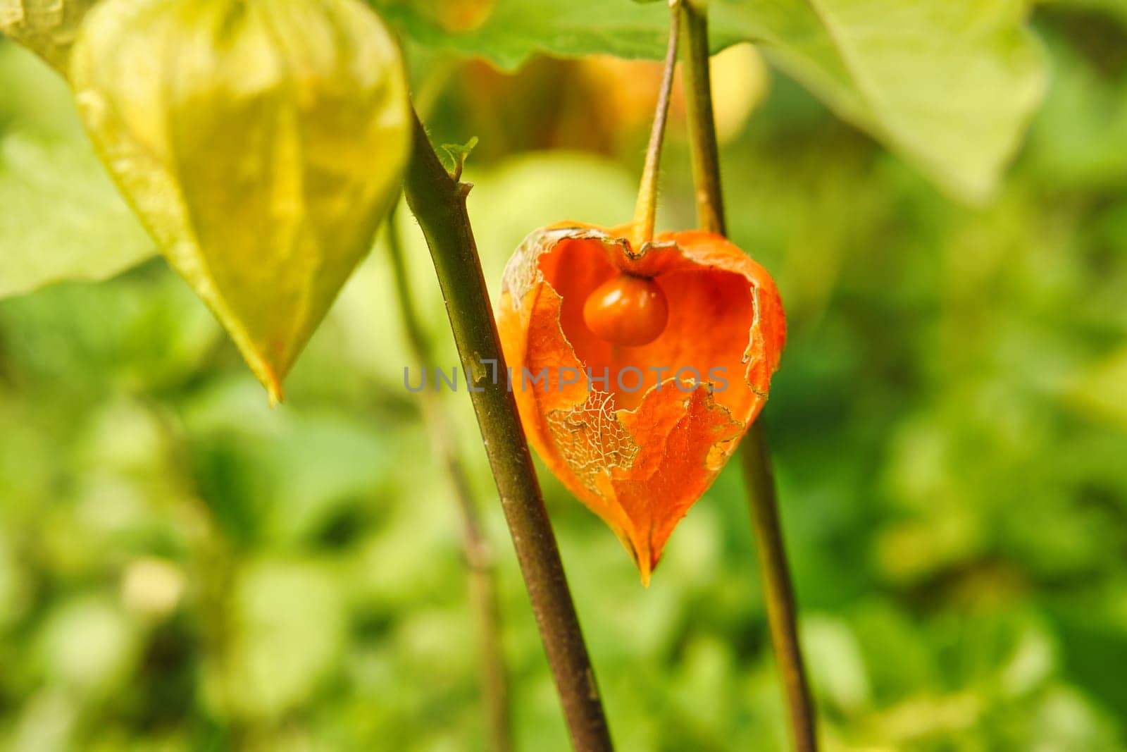 Physalis with opened skin, view of fruit inside. Vitamin rich fruit from the garden. Food for snacking