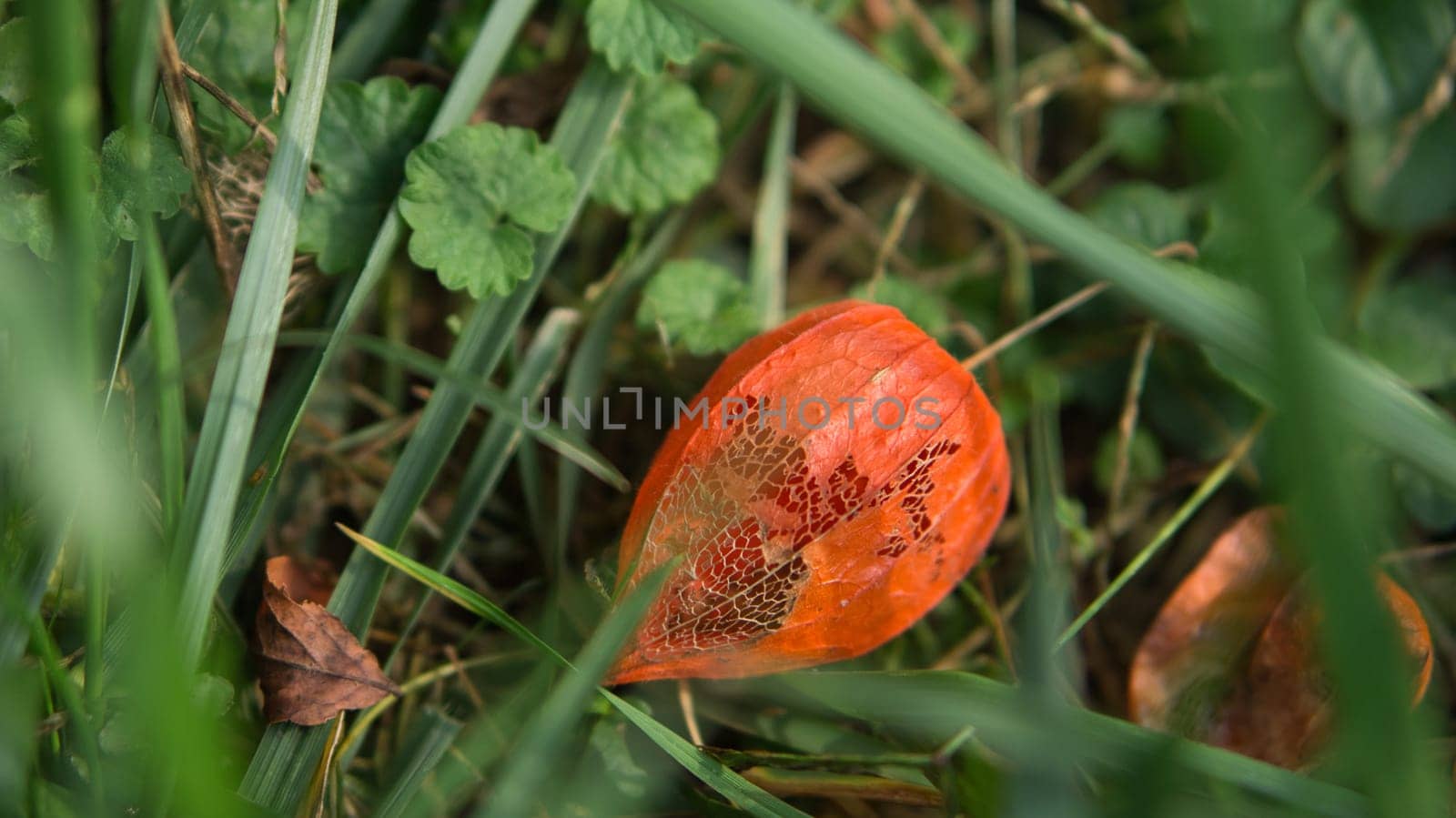 ripe physalis lies on the lawn . View of the fruit inside. Vitamin rich fruit from the garden. Food for snacking